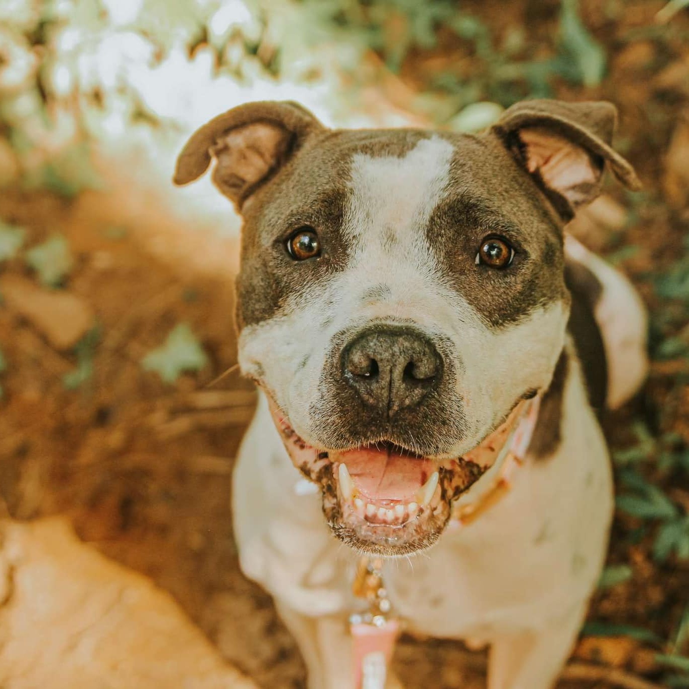 Enlarge Miss Molly, a Adoptable mixed breed in Hamilton, GA image 2/5