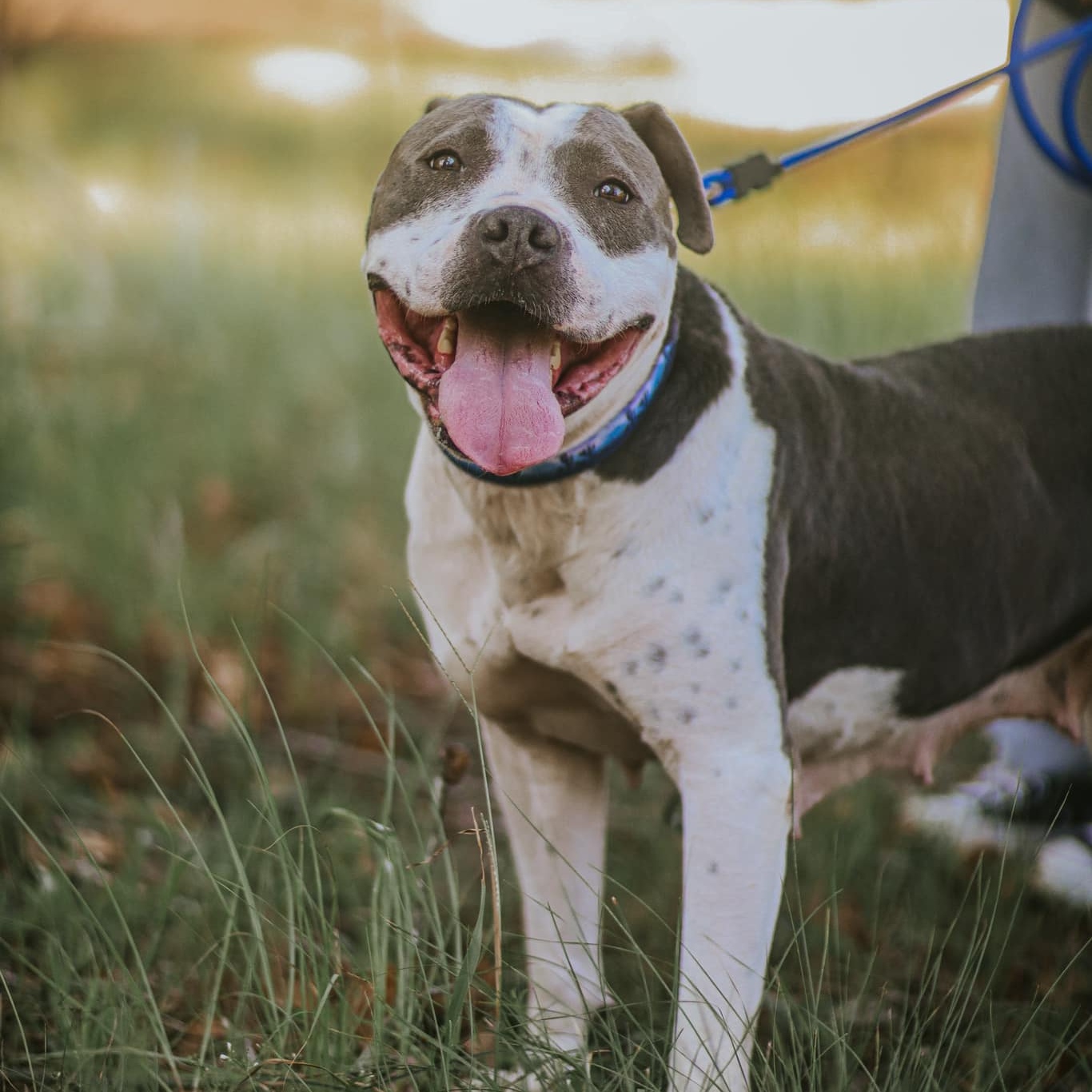 Enlarge Miss Molly, a Adoptable mixed breed in Hamilton, GA image 4/5