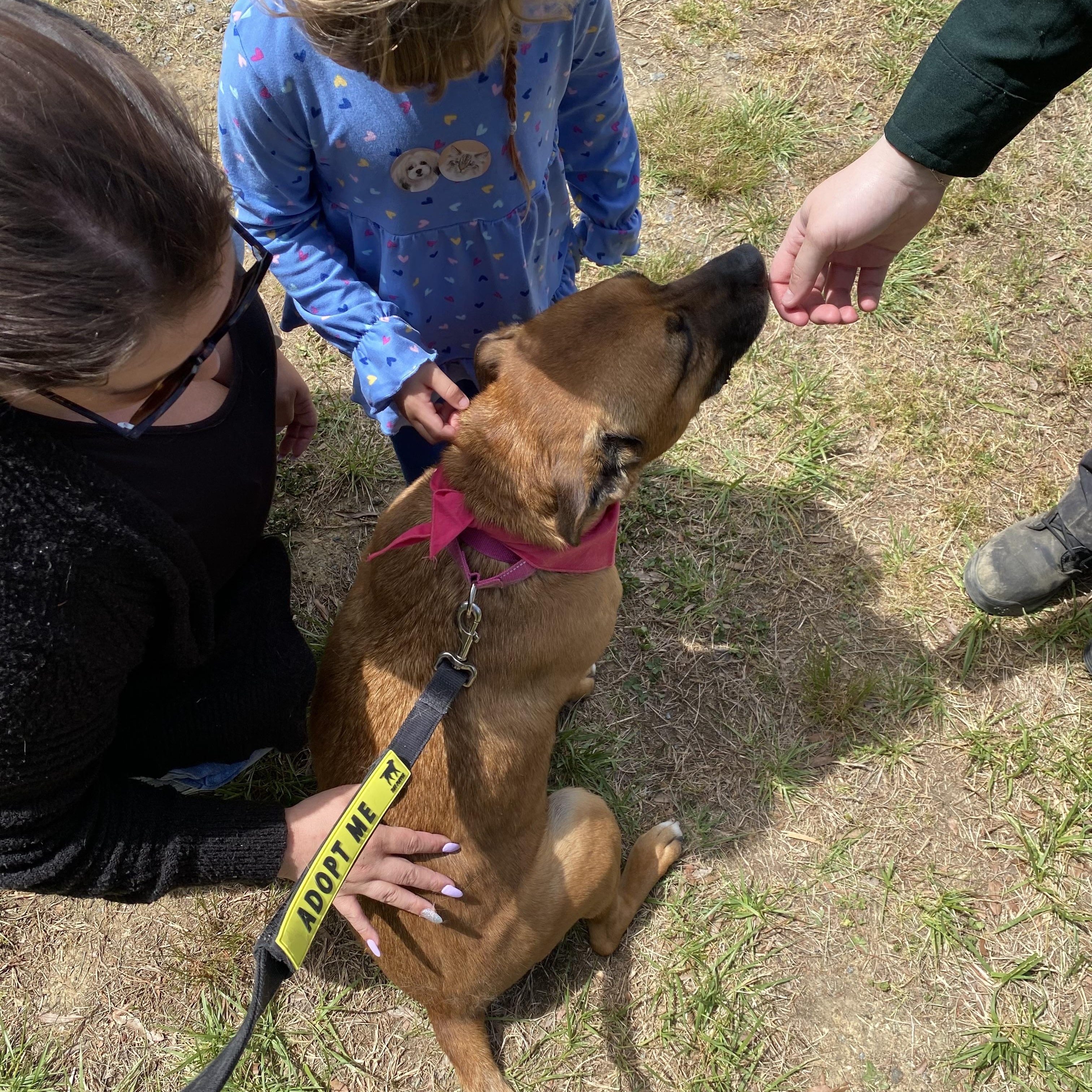 Enlarge Babe, a Adoptable mixed breed in King George, VA image 1/6