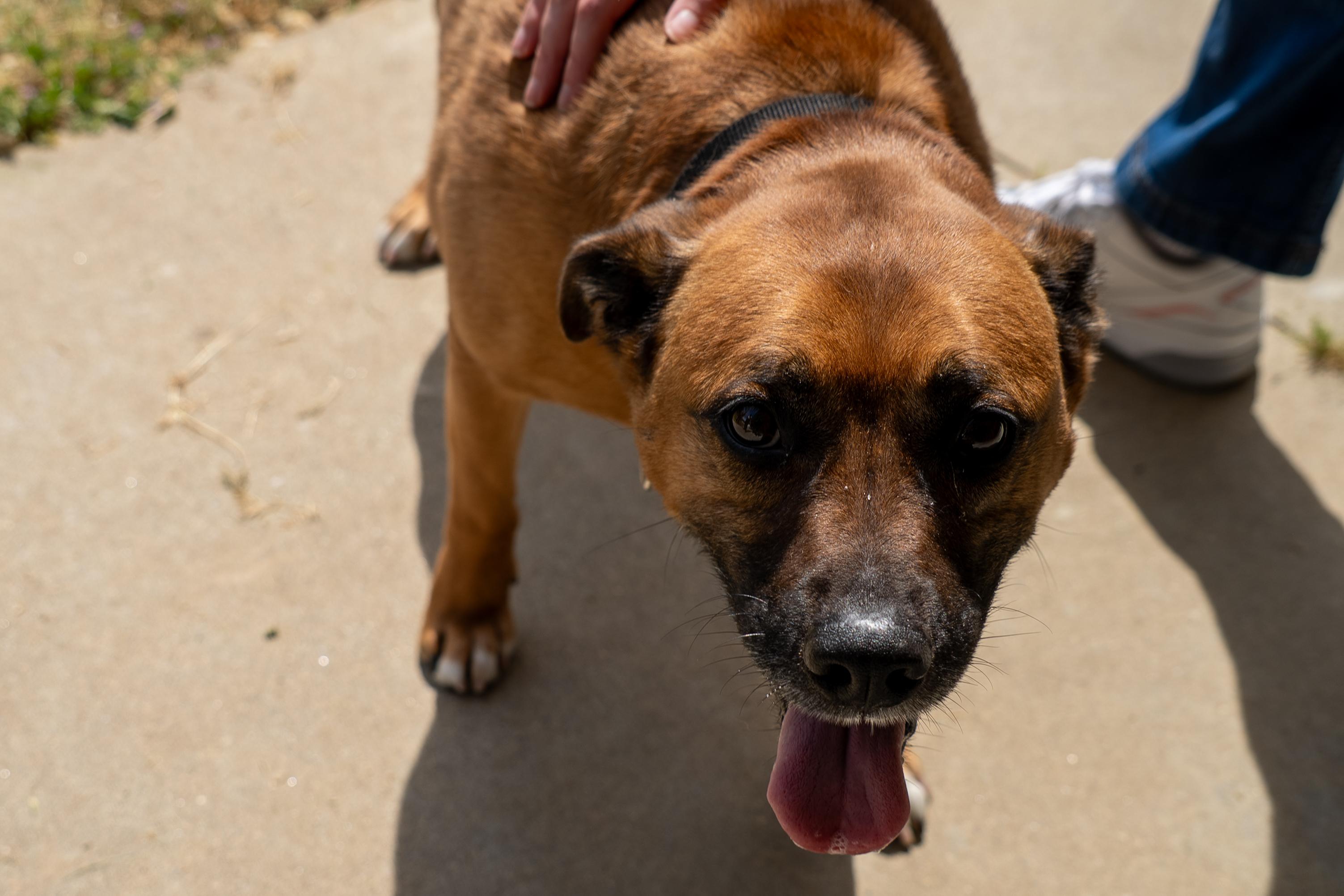 Enlarge Babe, a Adoptable mixed breed in King George, VA image 4/4