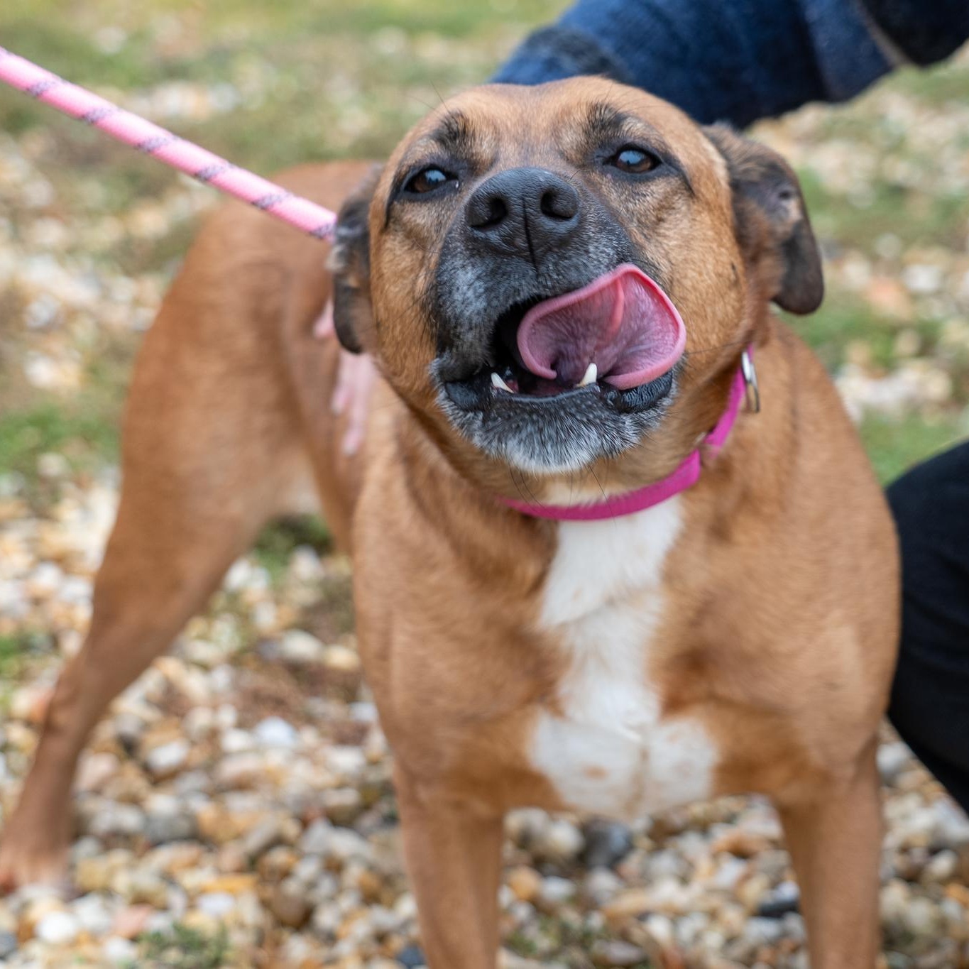 Enlarge Babe, a Adoptable mixed breed in King George, VA image 3/6