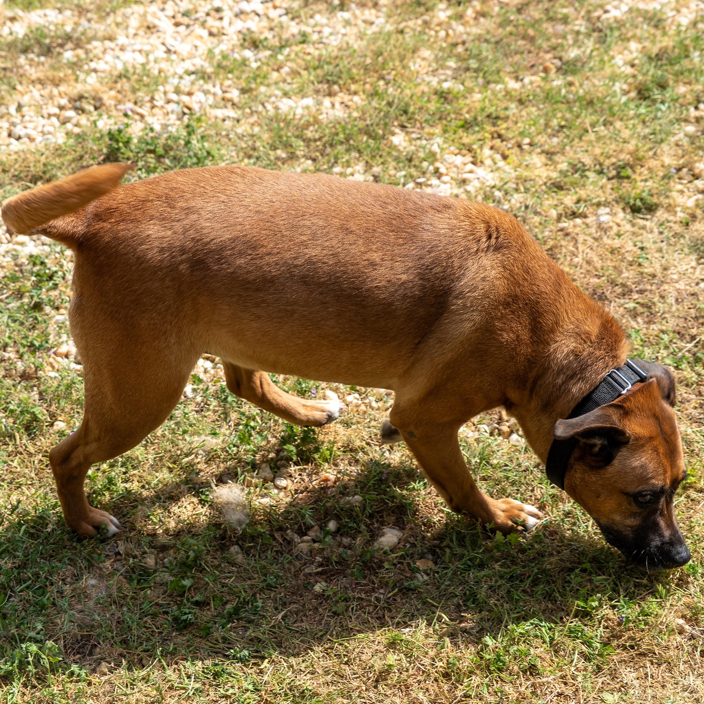 Enlarge Babe, a Adoptable mixed breed in King George, VA image 5/6