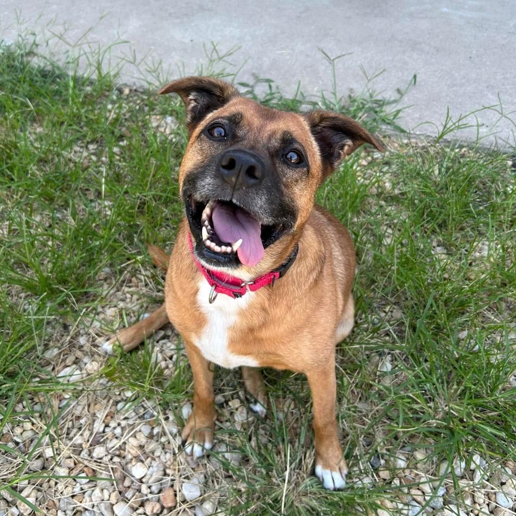 Enlarge Babe, a Adoptable mixed breed in King George, VA image 4/6