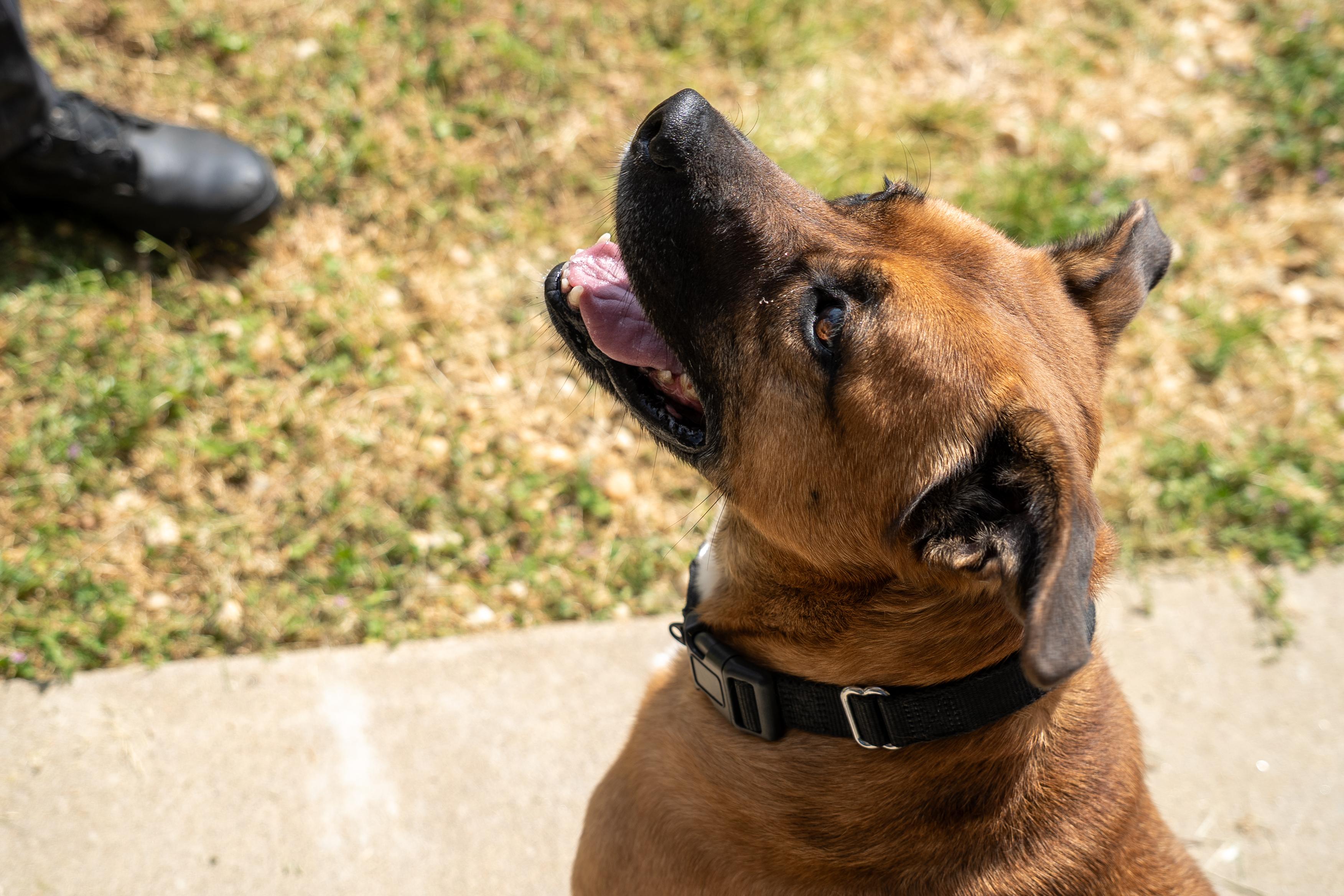 Enlarge Babe, a Adoptable mixed breed in King George, VA image 3/4