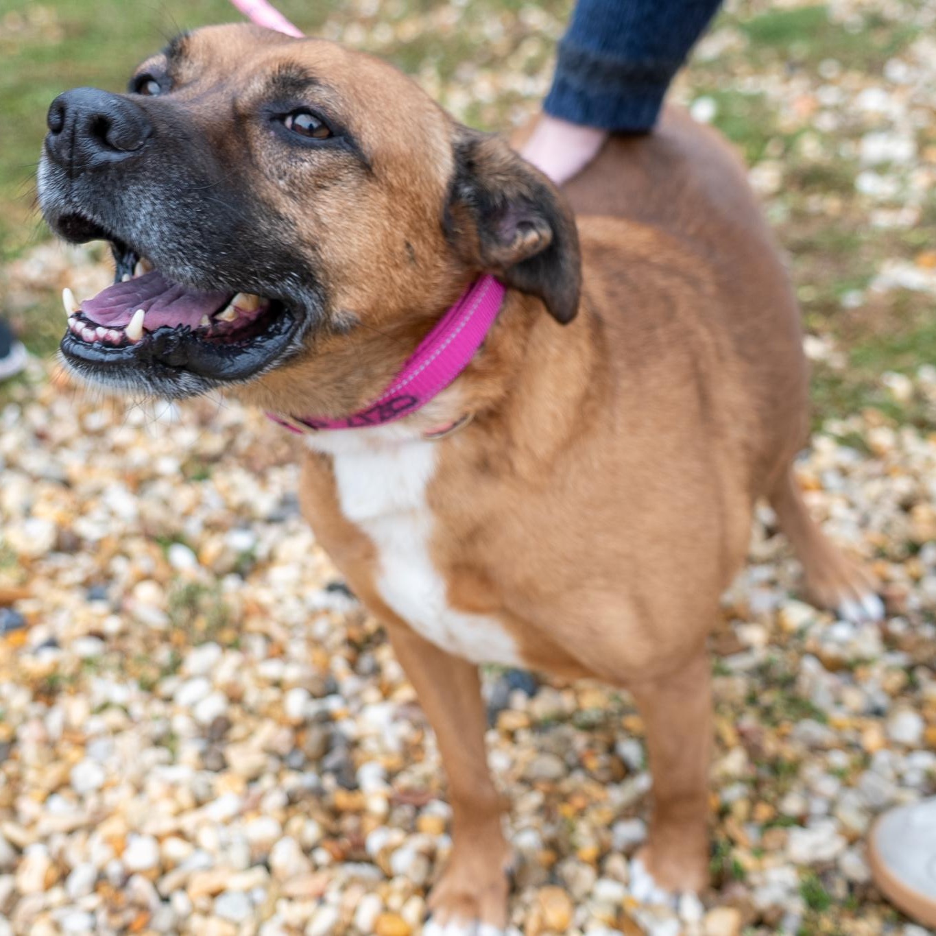 Enlarge Babe, a Adoptable mixed breed in King George, VA image 1/6