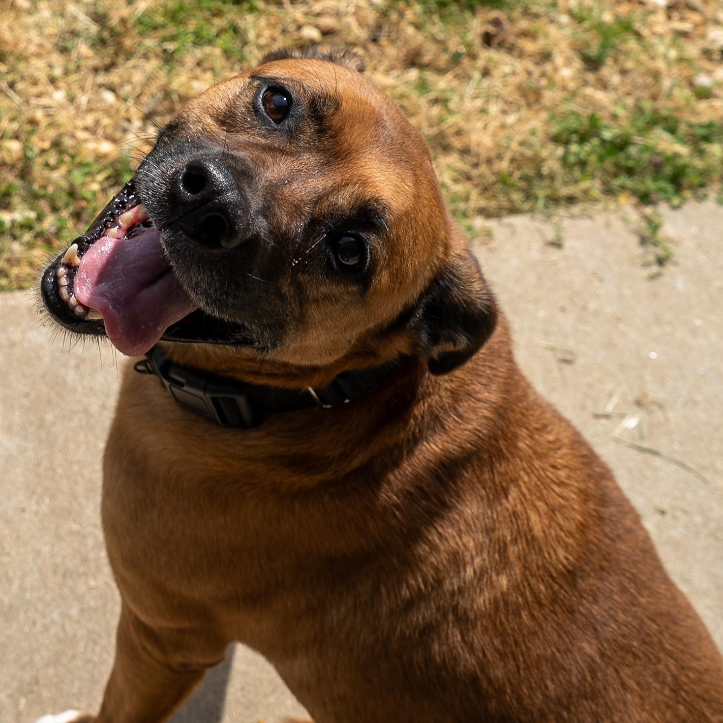 Enlarge Babe, a Adoptable mixed breed in King George, VA image 1/4