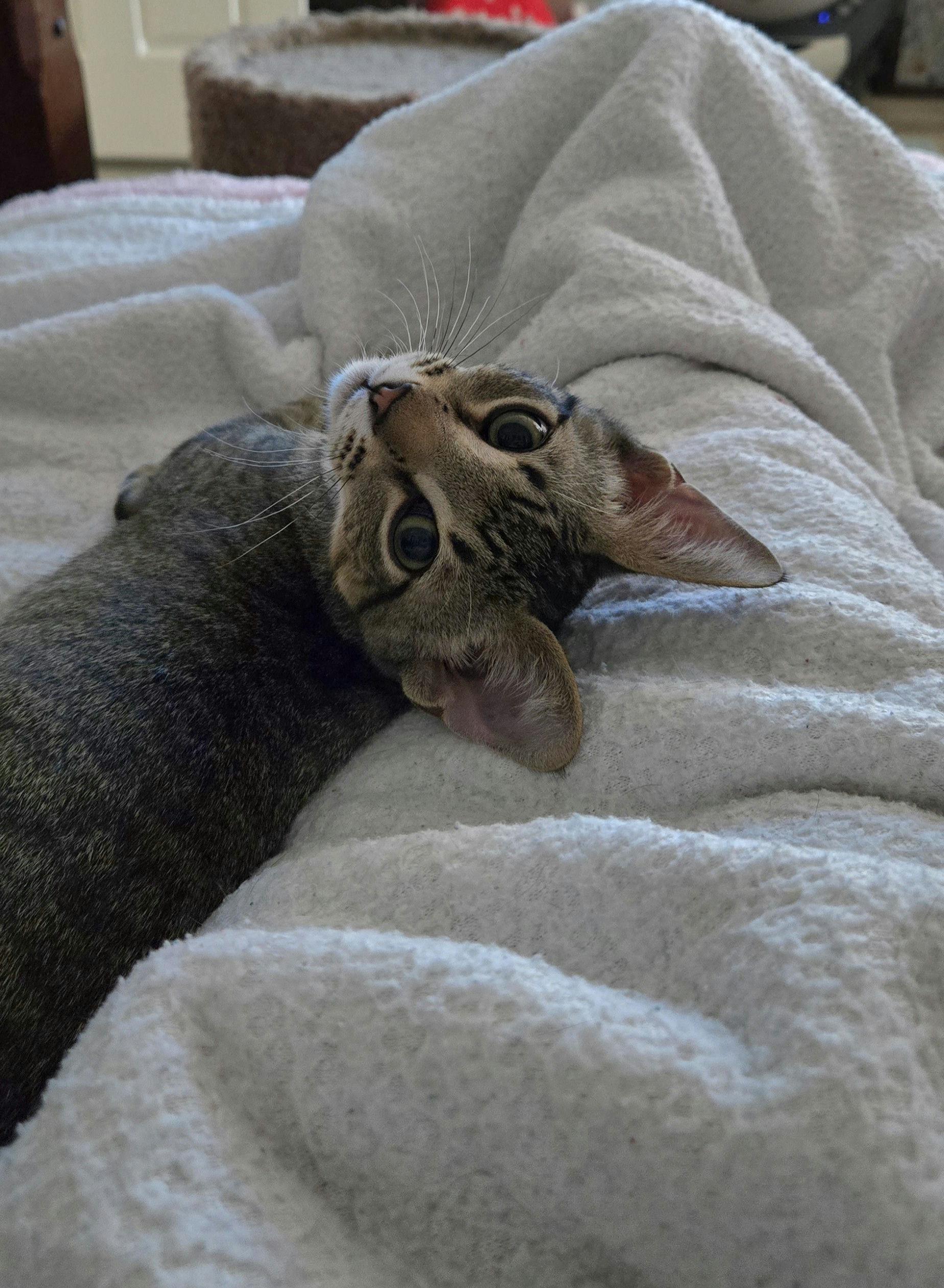 Twinkle Toes