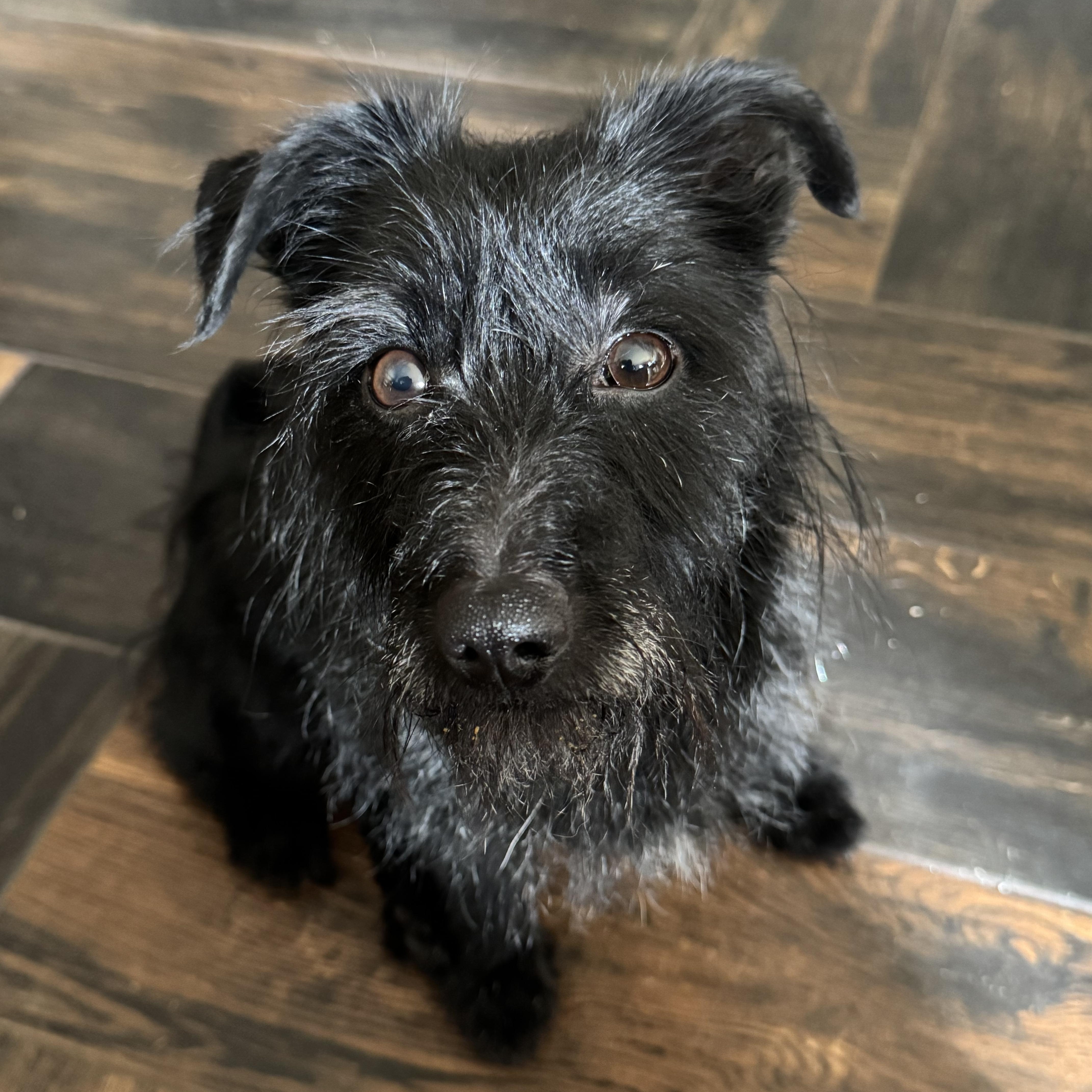 Enlarge Curly-Holt (aka Max), a ADOPTABLE mixed breed in Choctaw, OK image 1/5