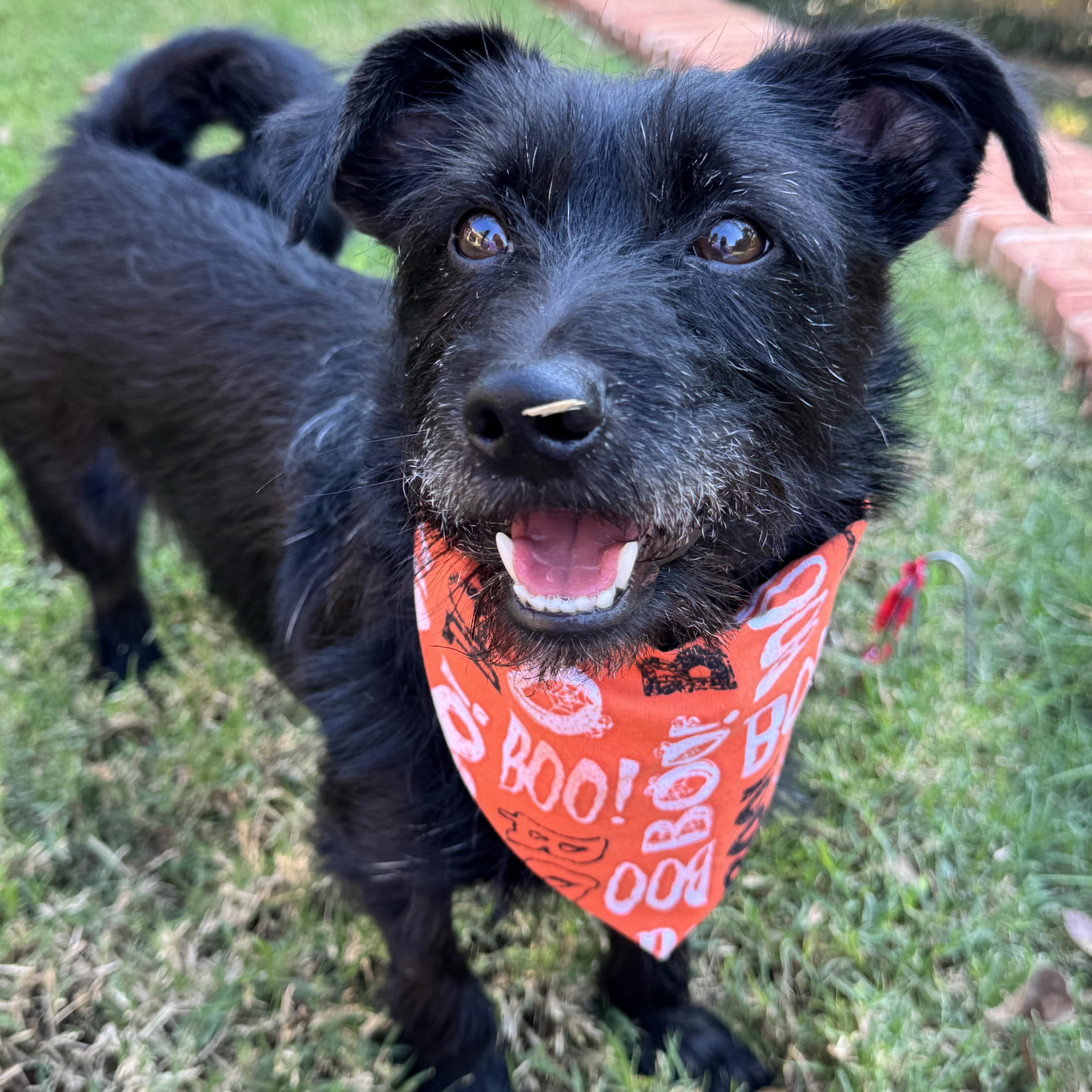 Enlarge Curly-Holt (aka Max), a ADOPTABLE mixed breed in Choctaw, OK image 4/5