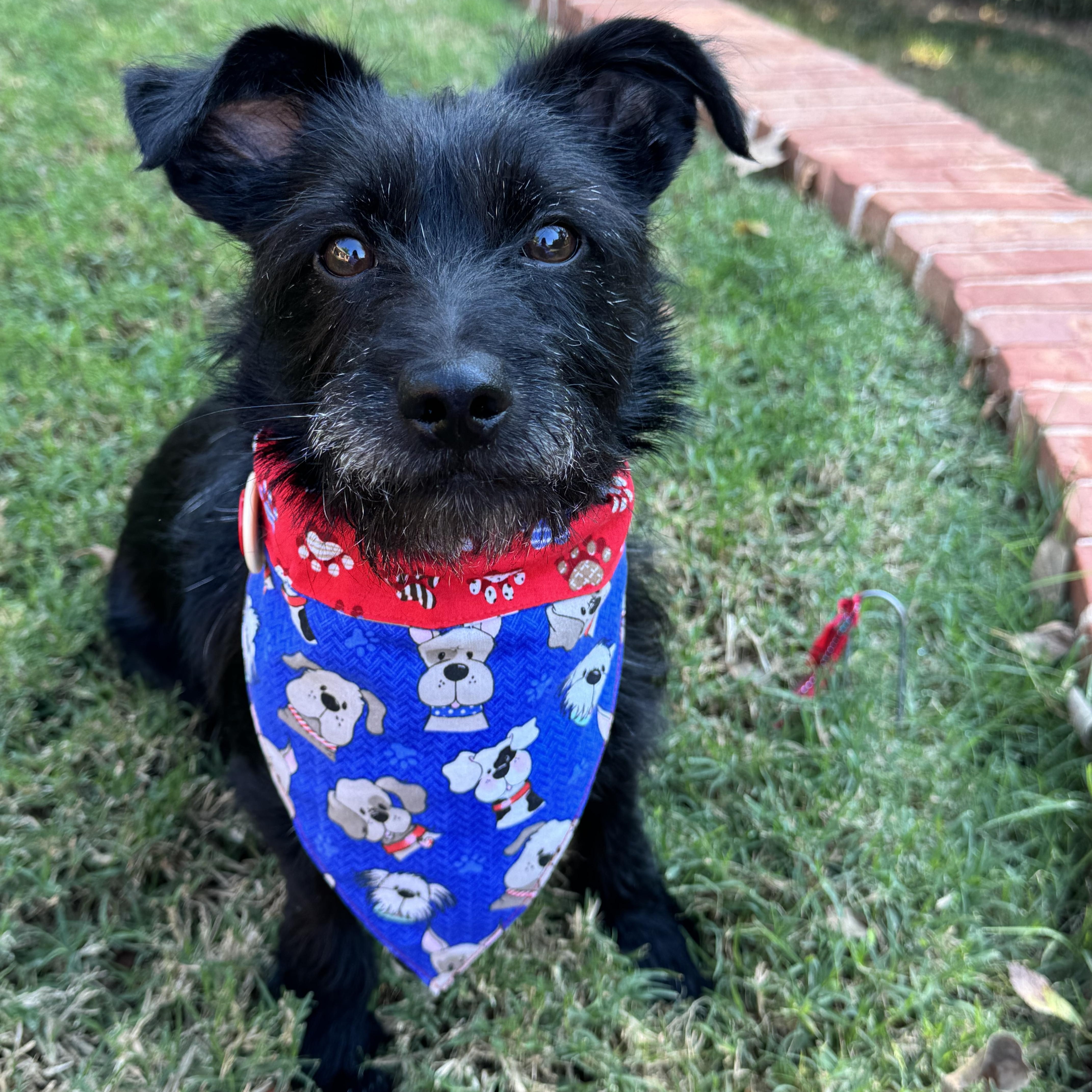 Enlarge Curly-Holt (aka Max), a ADOPTABLE mixed breed in Choctaw, OK image 2/5