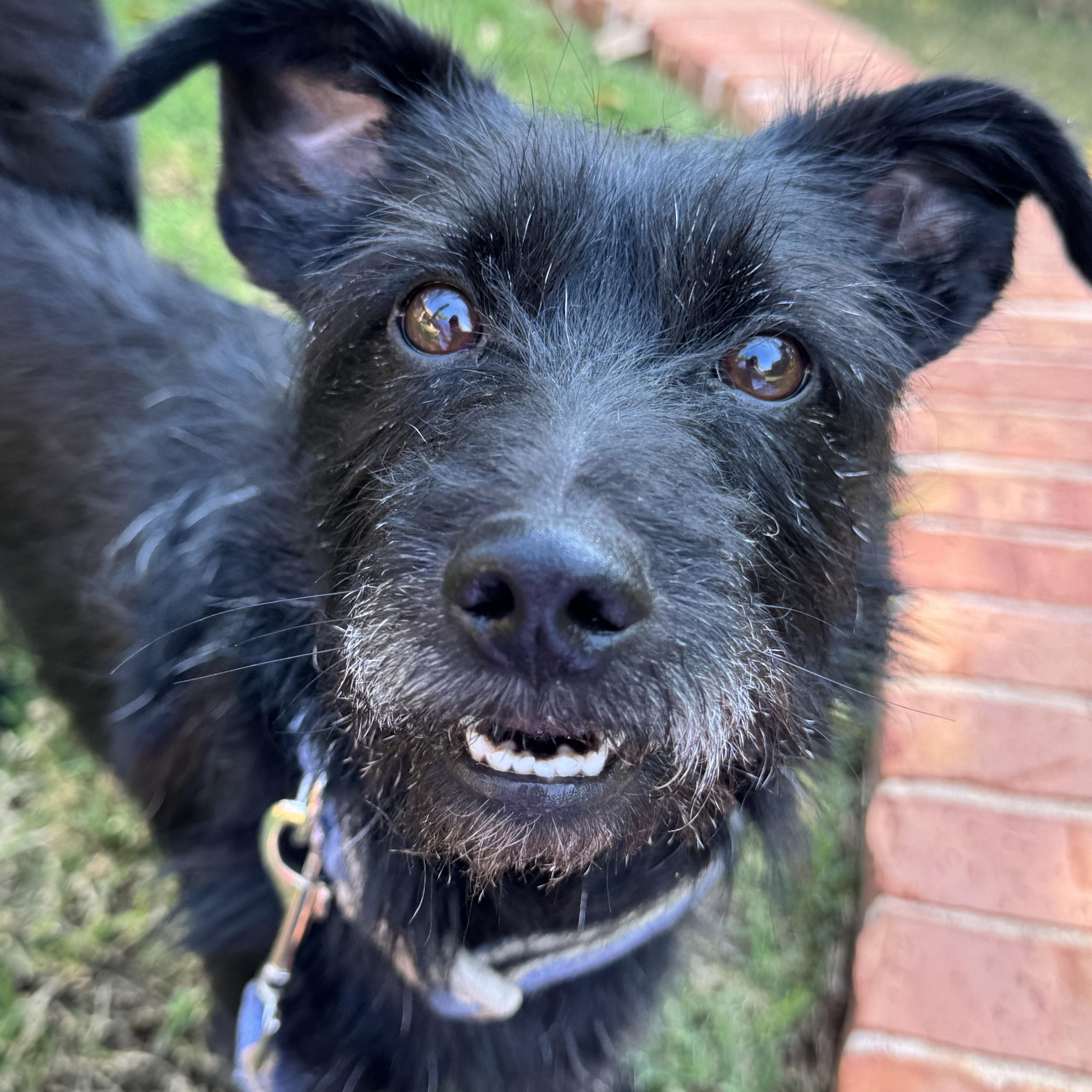 Enlarge Curly-Holt (aka Max), a ADOPTABLE mixed breed in Choctaw, OK image 3/5