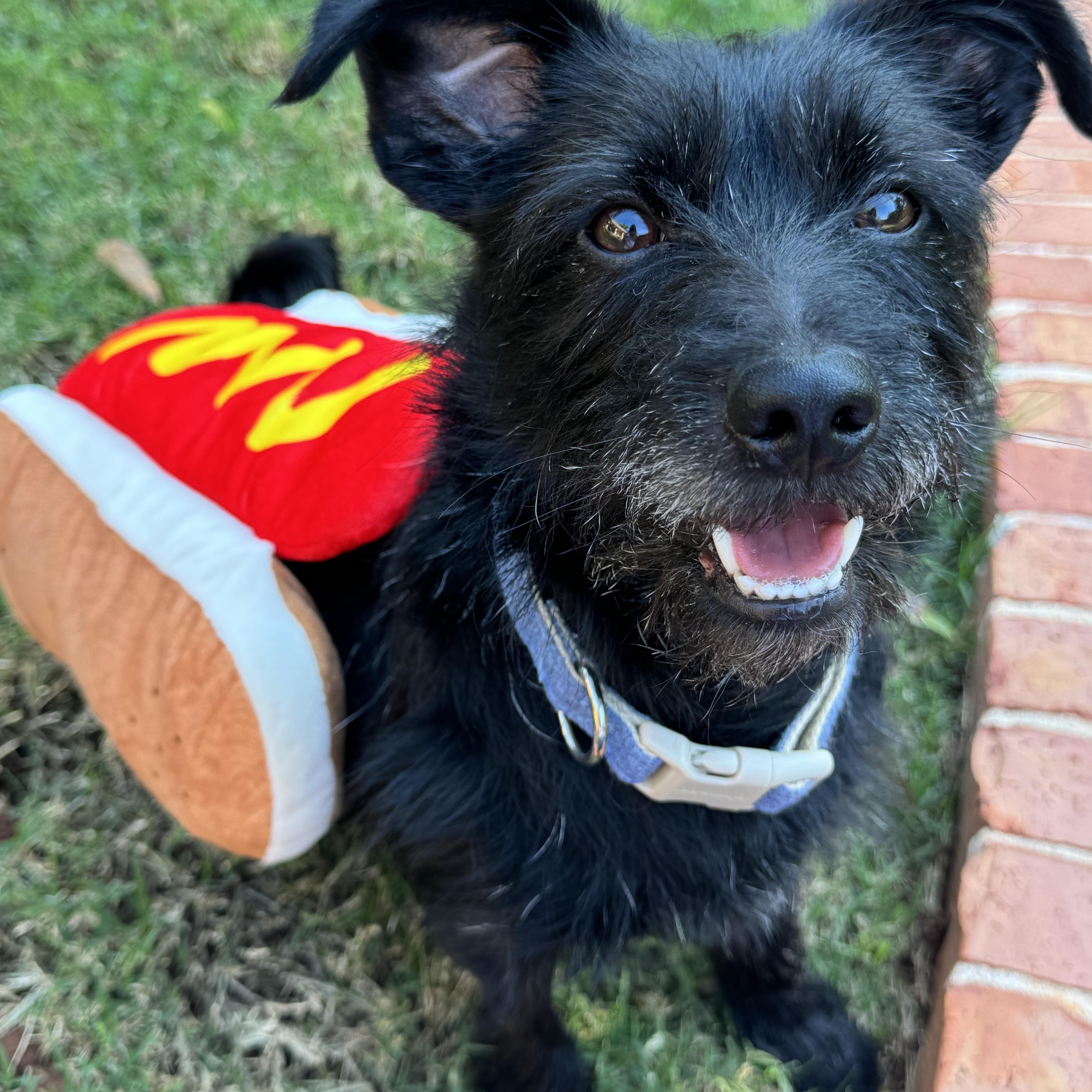 Enlarge Curly-Holt (aka Max), a ADOPTABLE mixed breed in Choctaw, OK image 5/5