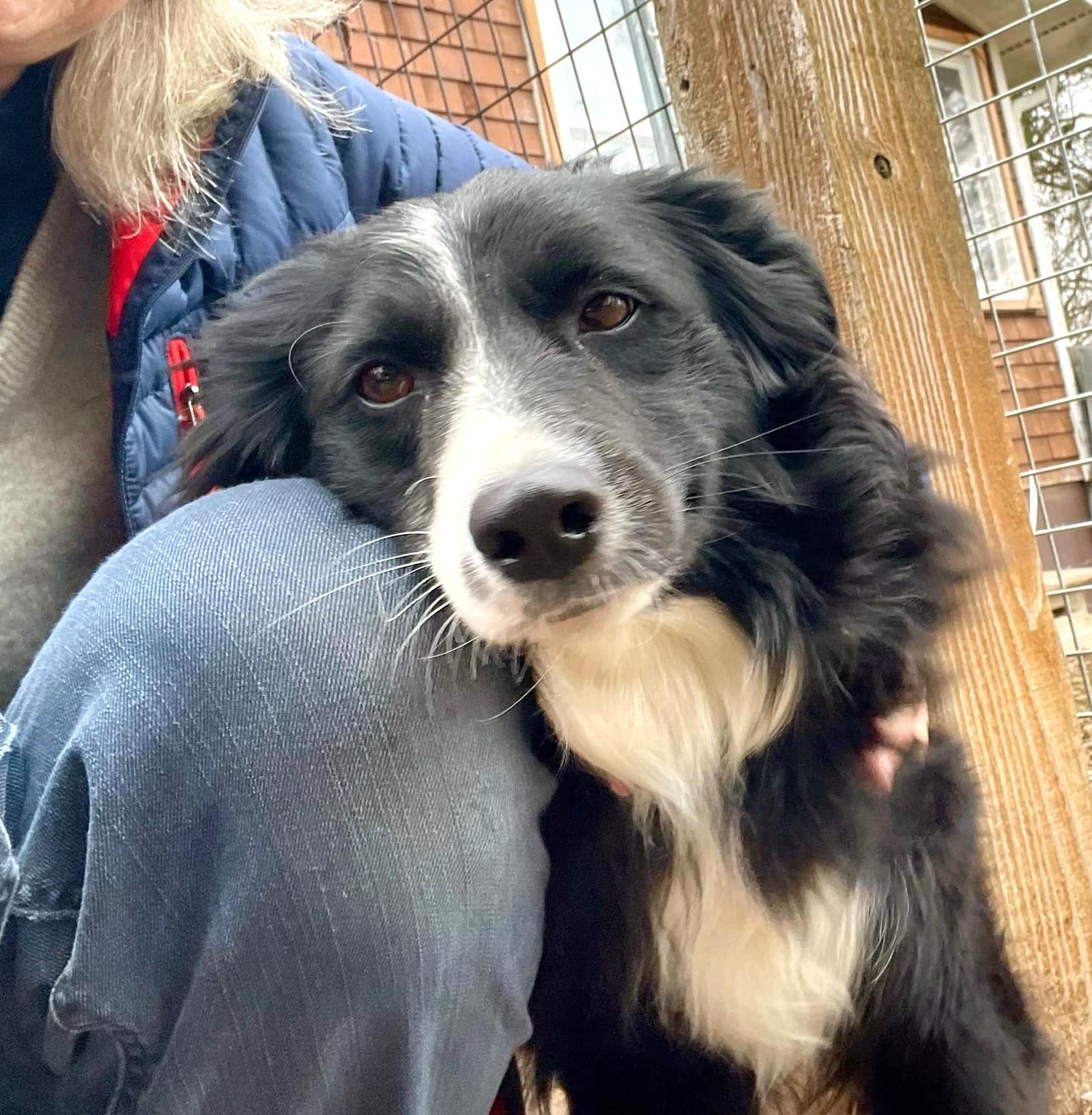 Enlarge Nova, a ADOPTABLE mixed breed in Minneapolis, MN image 1/5