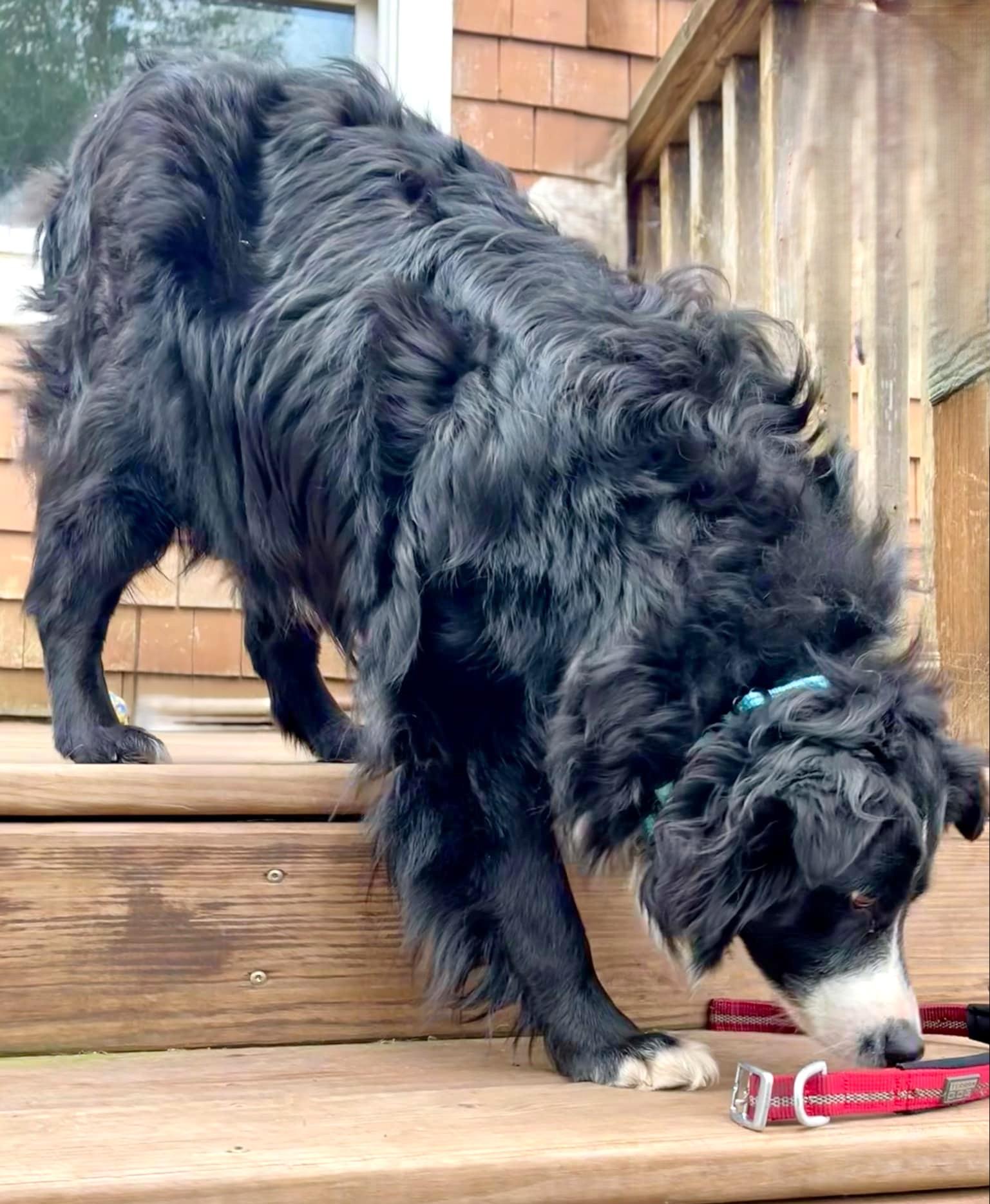 Enlarge Nova, a ADOPTABLE mixed breed in Minneapolis, MN image 3/5