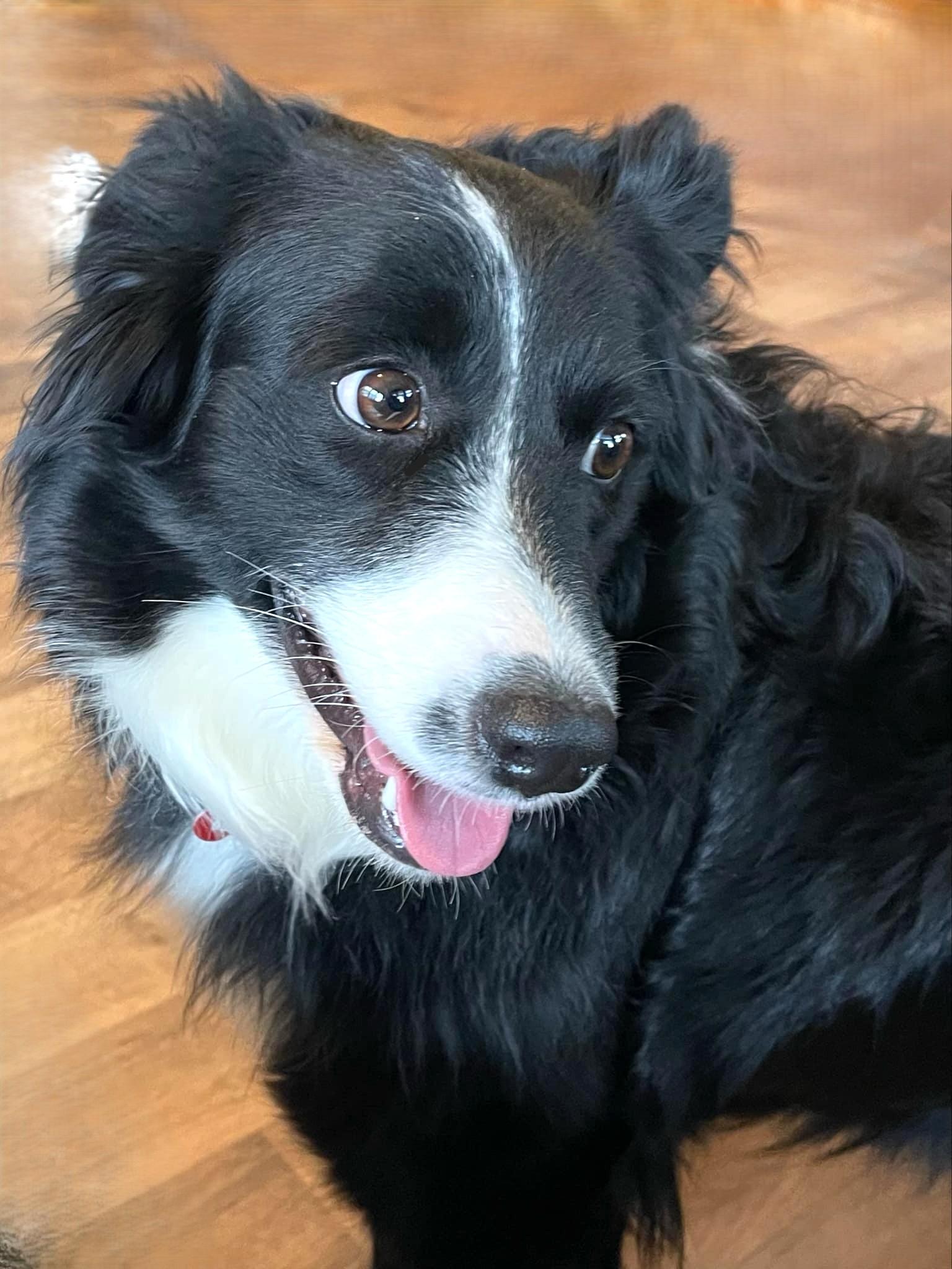 Enlarge Nova, a ADOPTABLE mixed breed in Minneapolis, MN image 2/5