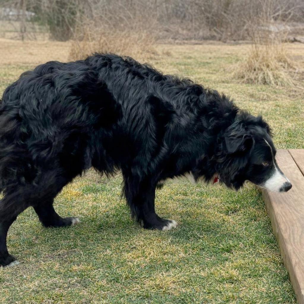 Enlarge Nova, a ADOPTABLE mixed breed in Minneapolis, MN image 5/5