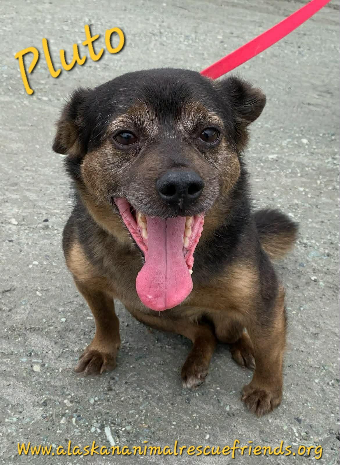 Pluto, Adoptable, Adult Male Shiba Inu & Beagle.