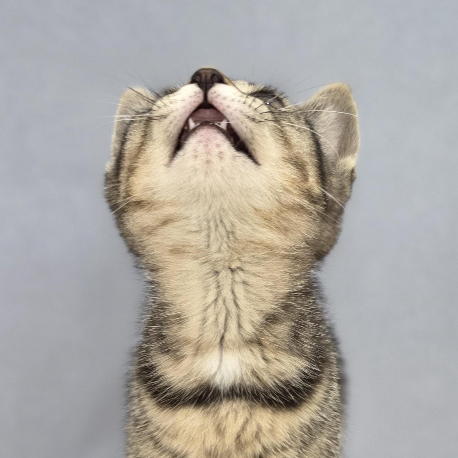 Marlowe, a Adoptable Domestic Short Hair in Macomb Twp, MI image 4/4