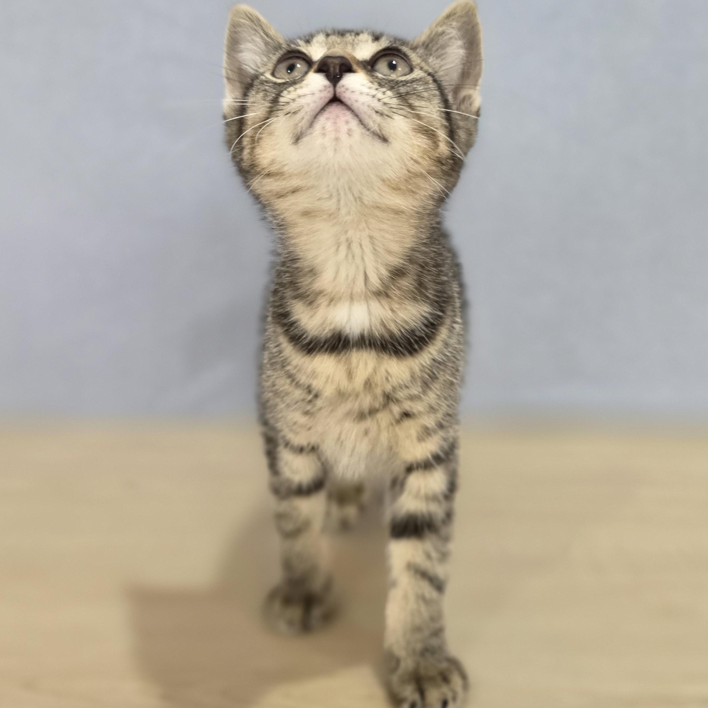 Marlowe, a Adoptable Domestic Short Hair in Macomb Twp, MI image 3/4