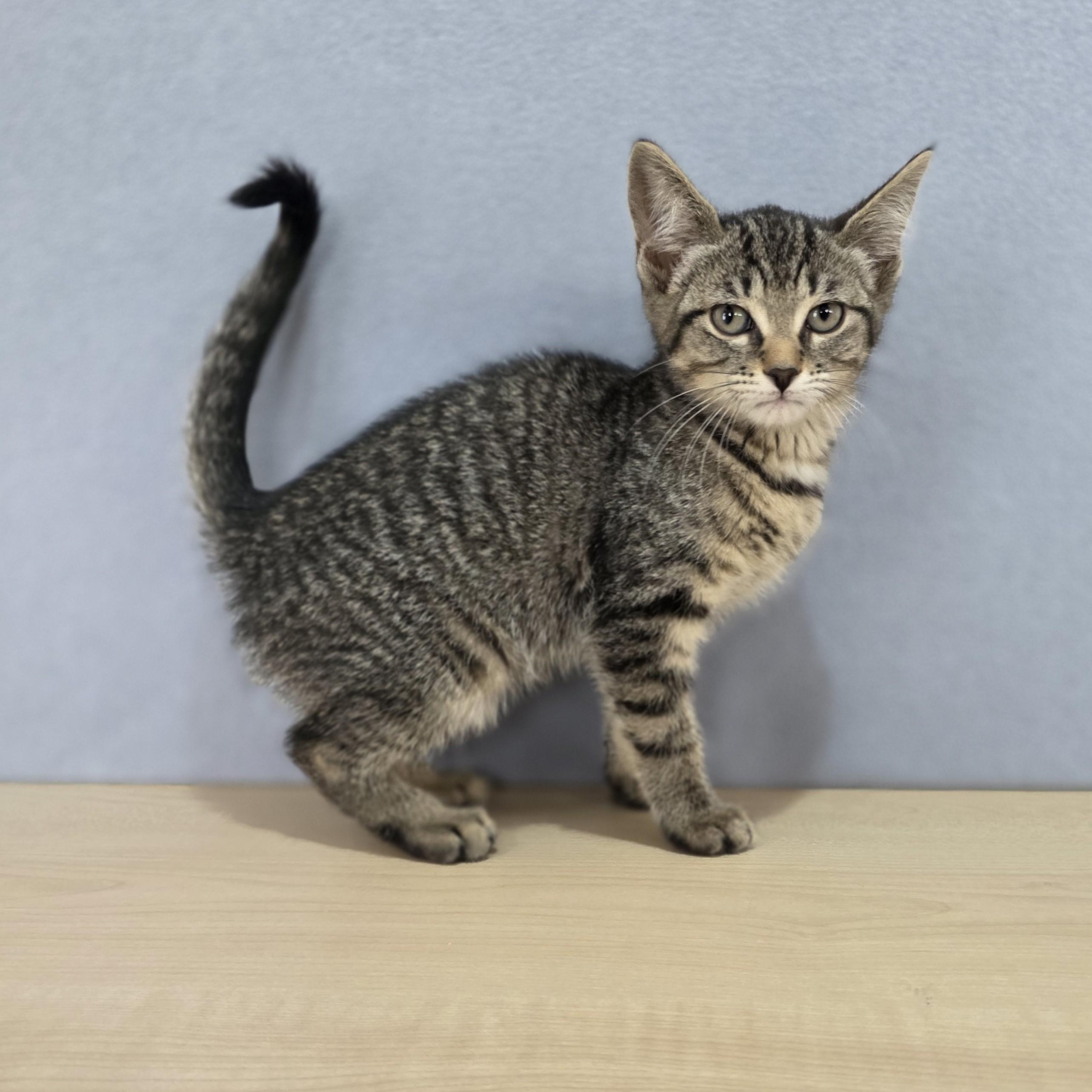 Marlowe, a Adoptable Domestic Short Hair in Macomb Twp, MI image 2/4