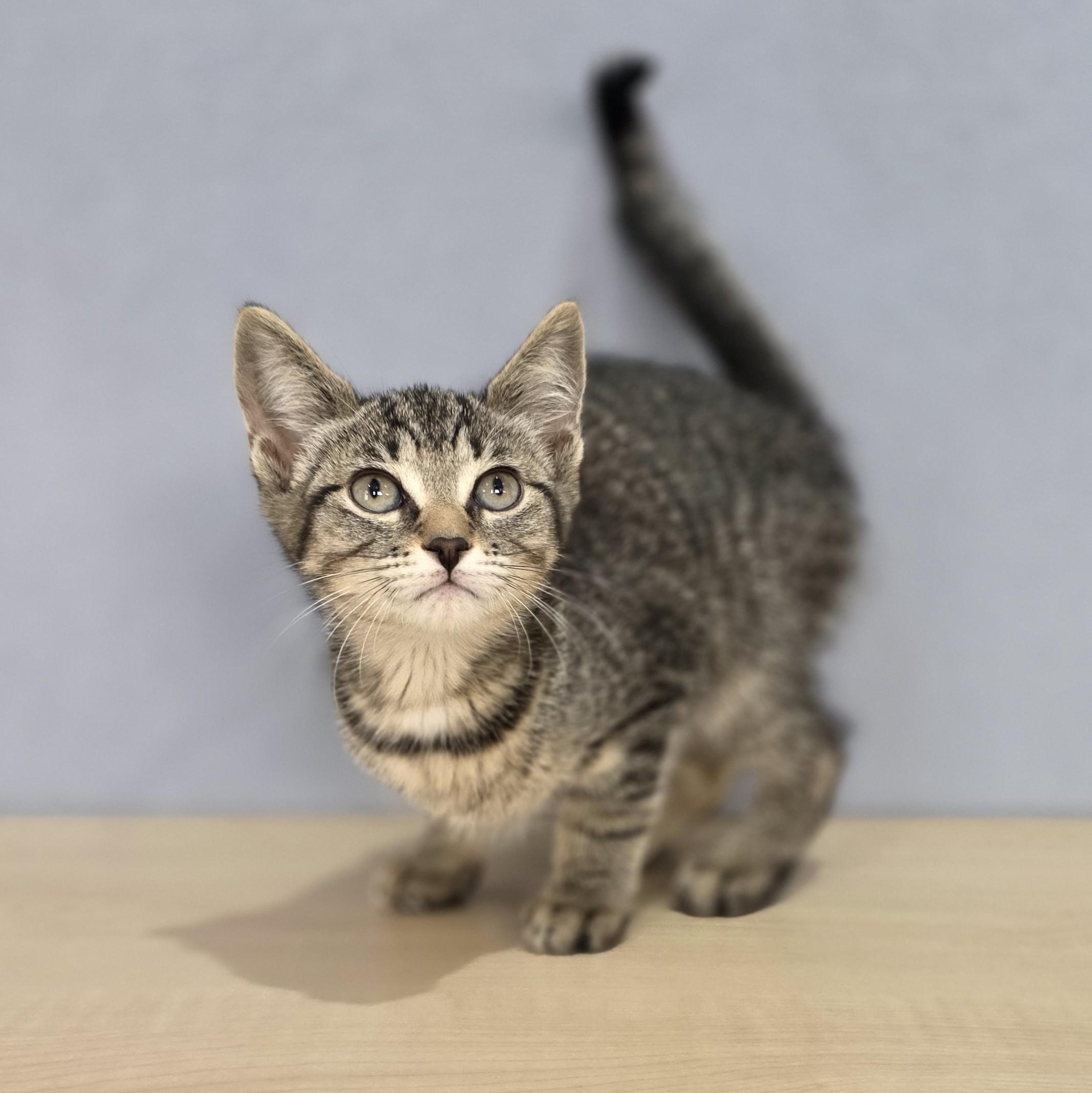 Marlowe, Adoptable, Kitten Female Domestic Short Hair.