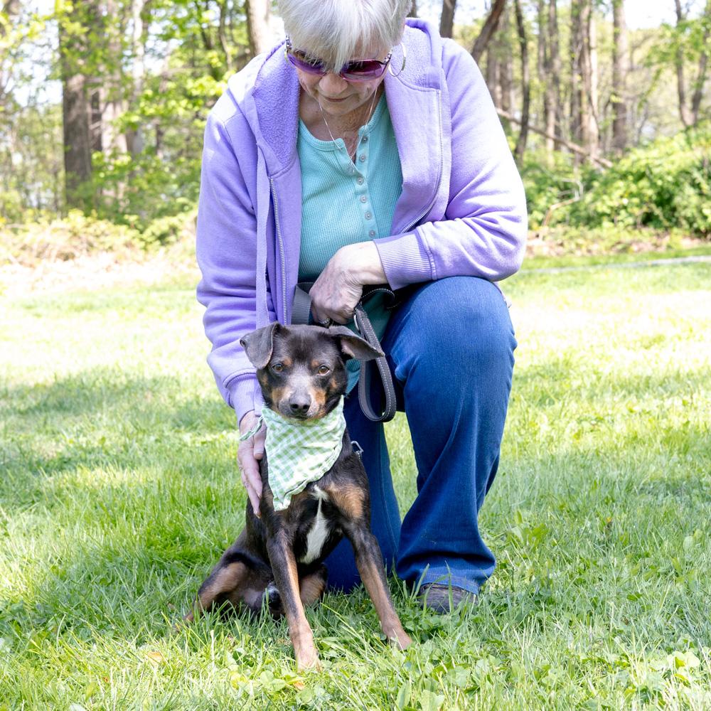 Falcon Male , a Adoptable mixed breed in West Grove, PA image 4/6