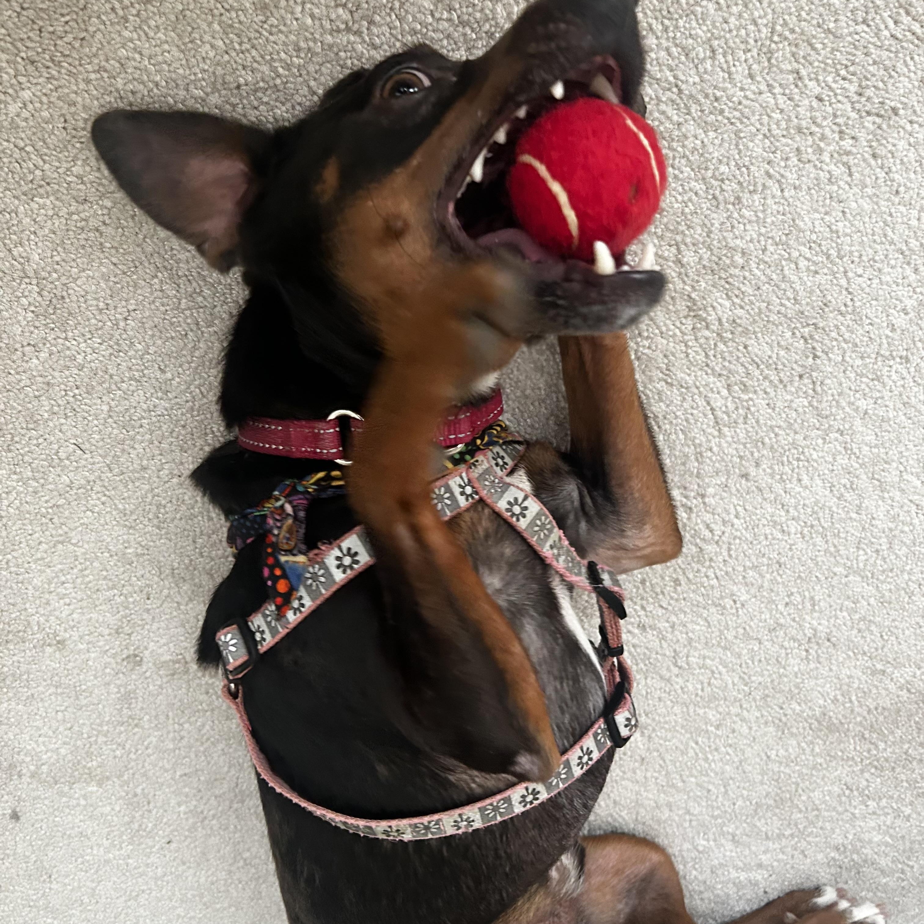 Skeeter (Male), a Adoptable mixed breed in West Grove, PA image 5/6