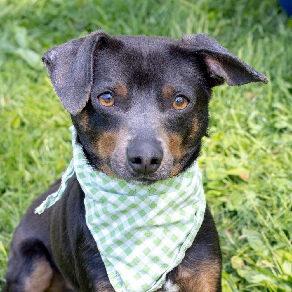 Falcon Male , a Adoptable mixed breed in West Grove, PA image 2/6