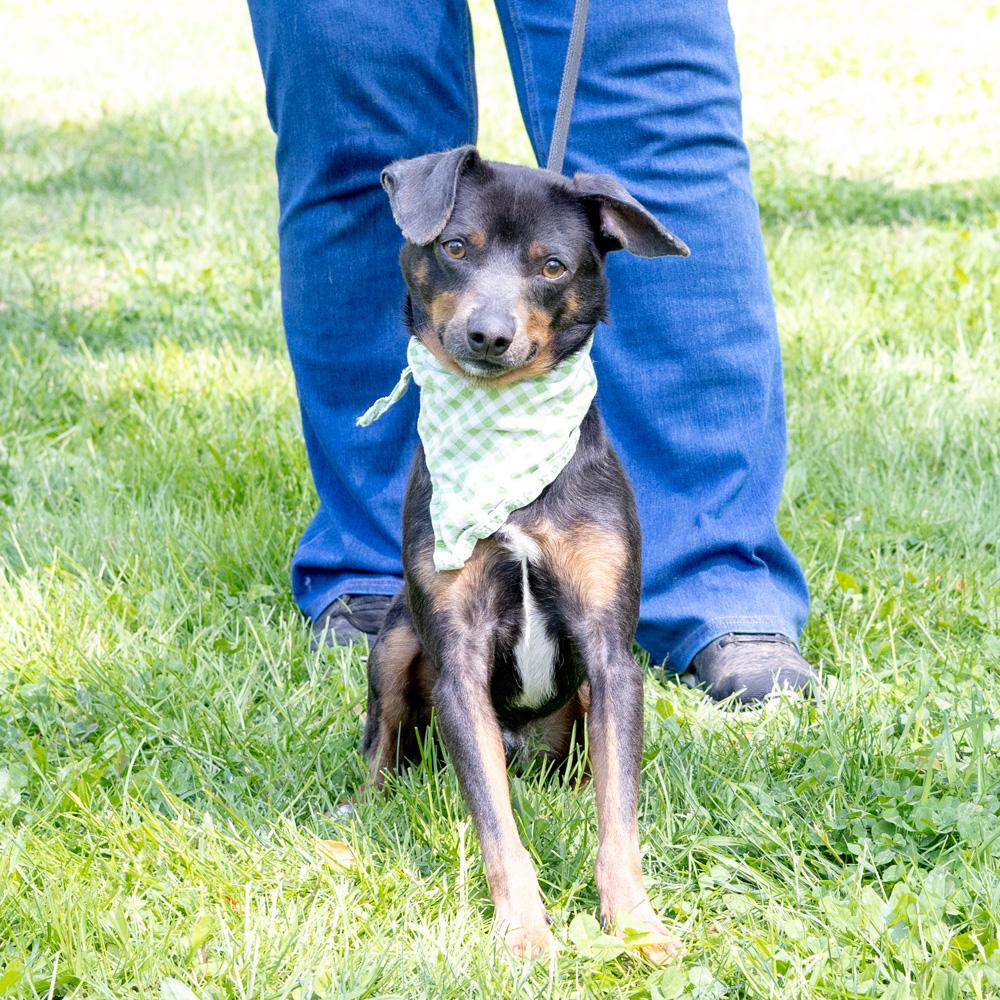 Falcon Male , a Adoptable mixed breed in West Grove, PA image 3/6