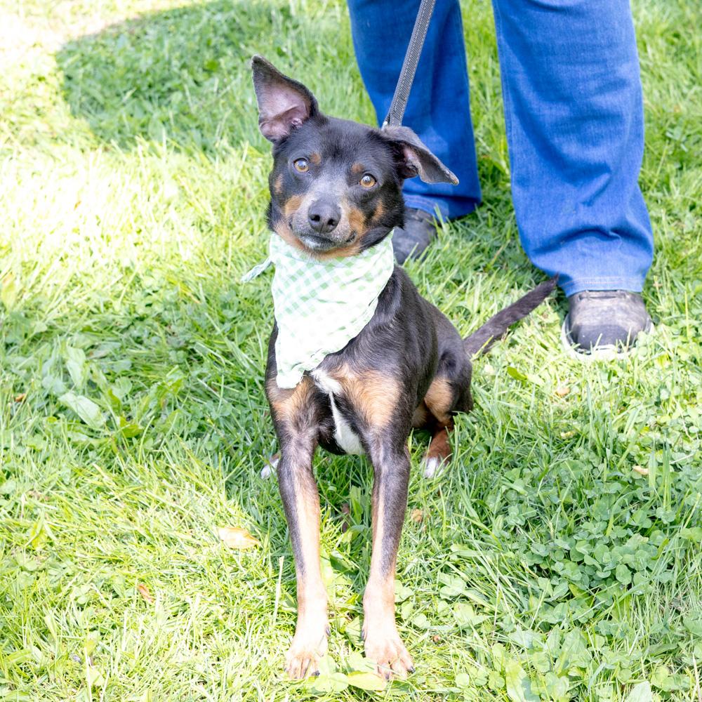 Falcon Male , a Adoptable mixed breed in West Grove, PA image 5/6
