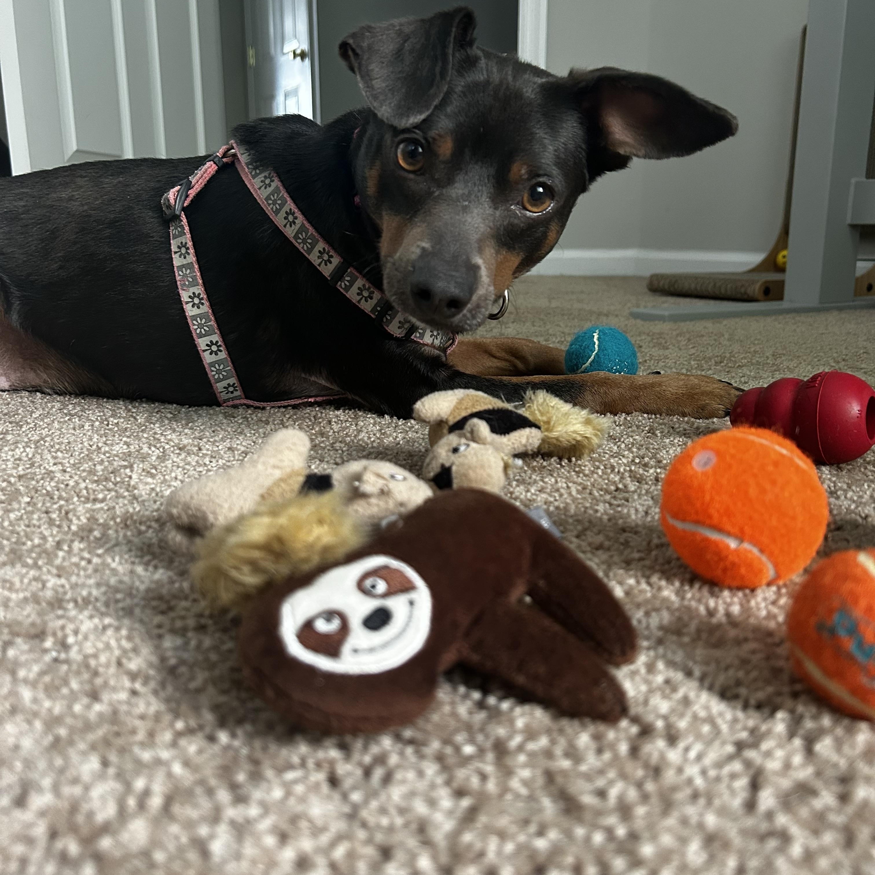 Skeeter (Male), Adoptable, Young Male Miniature Pinscher & Jack Russell Terrier.