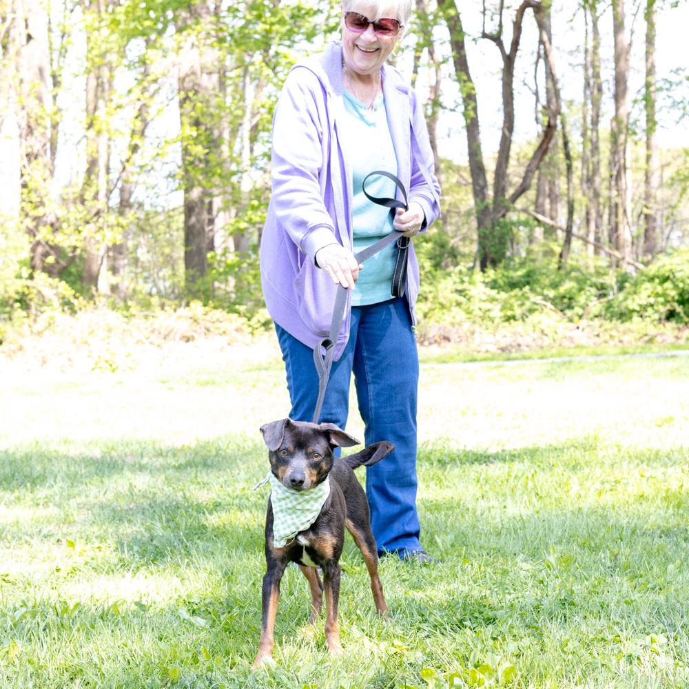 Falcon Male , a Adoptable mixed breed in West Grove, PA image 6/6