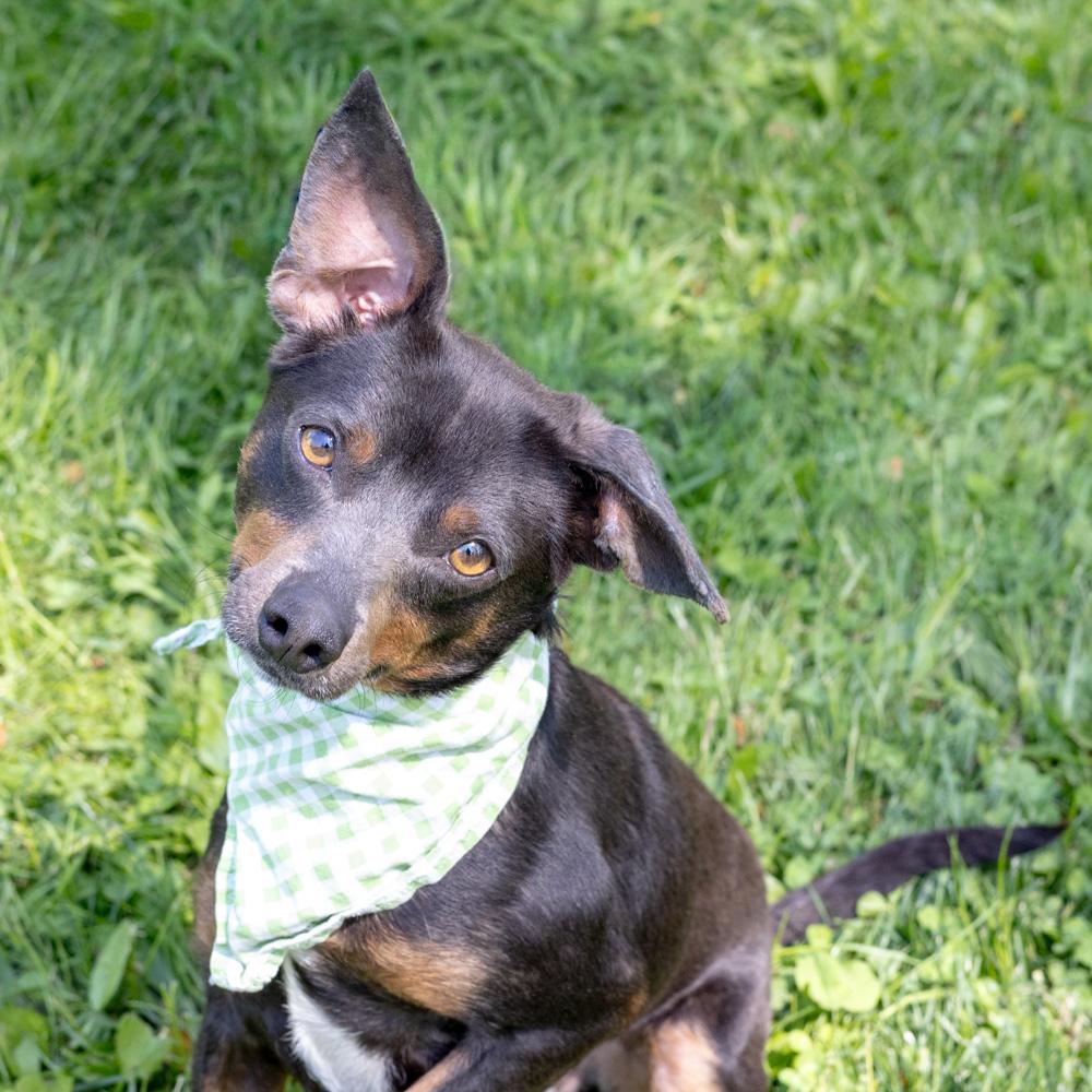 Falcon Male , Adoptable, Young Male Miniature Pinscher & Jack Russell Terrier.