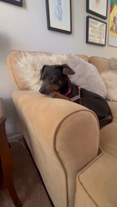 Enlarge Skeeter (Male), a Adoptable mixed breed in West Grove, PA video 6/6