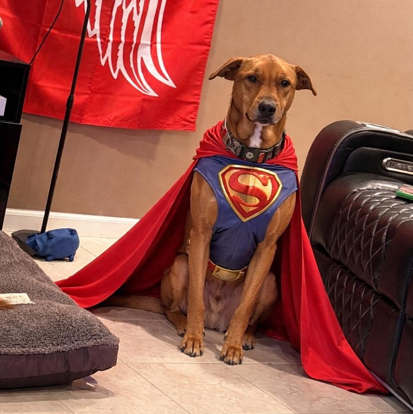 Enlarge Andrew - Besties with Stella, a Adoptable mixed breed in Northville, MI image 3/5