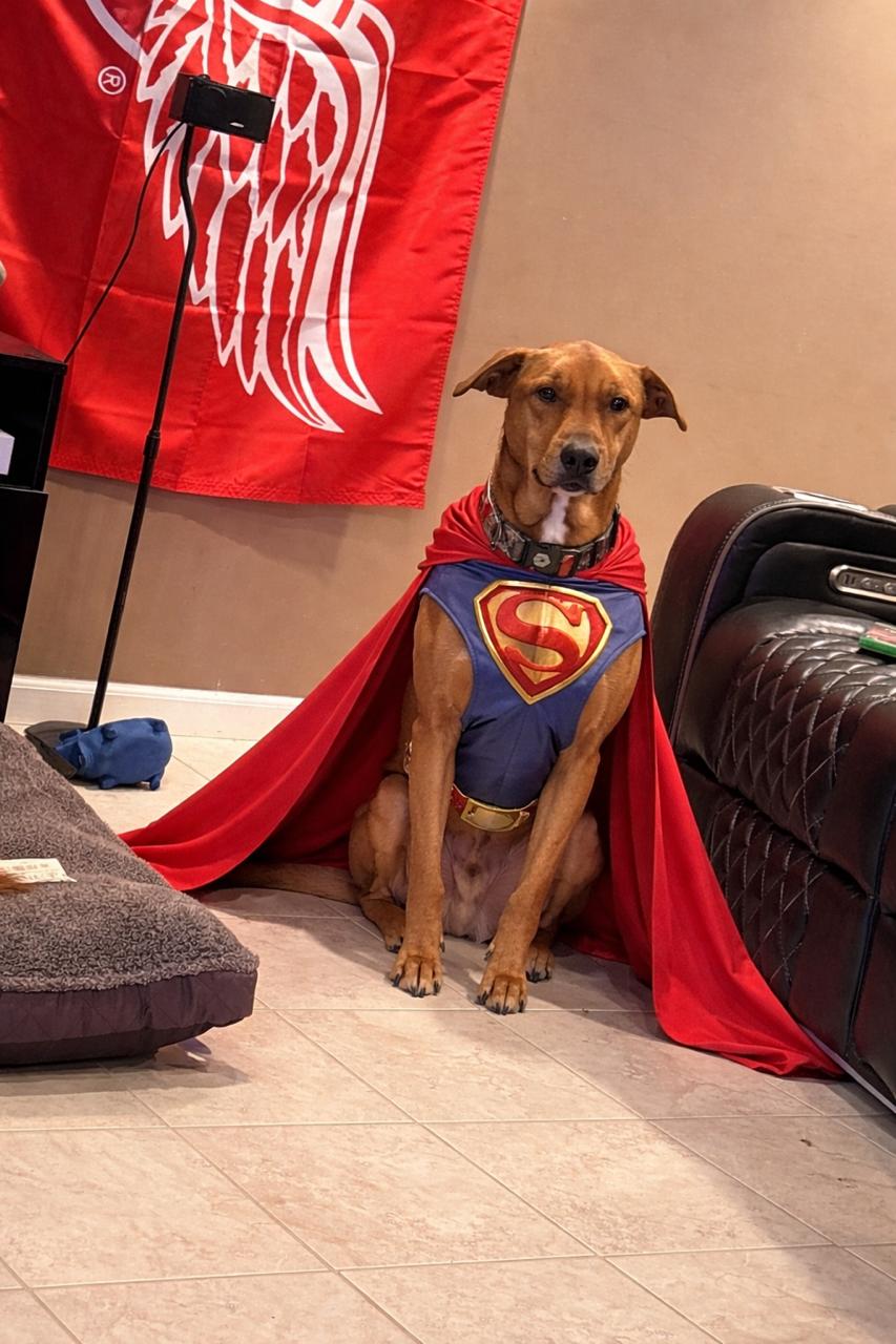 Andrew - Besties with Stella, a ADOPTABLE mixed breed in Northville, MI image 1/5