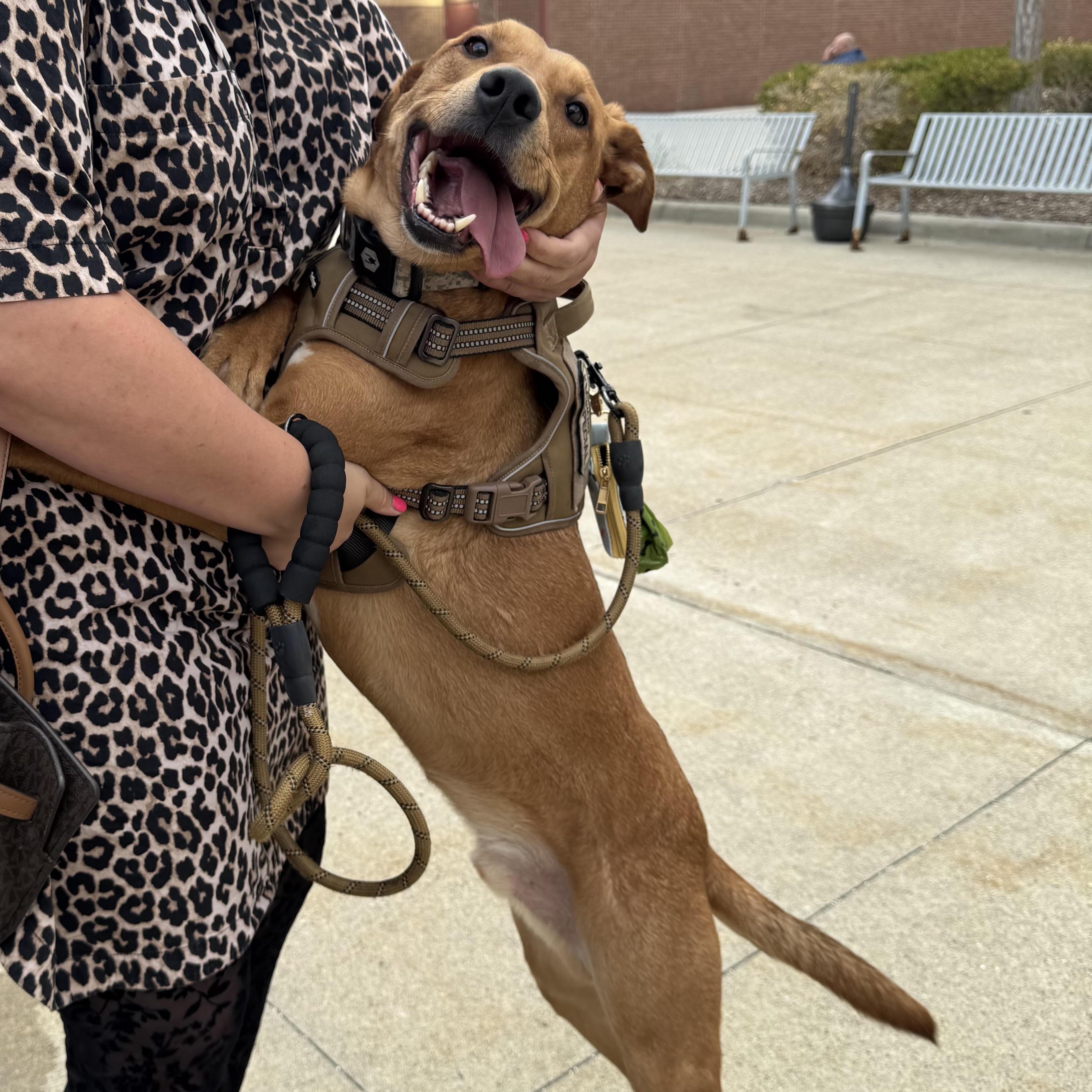 Enlarge Andrew - Besties with Stella, a Adoptable mixed breed in Northville, MI image 2/5