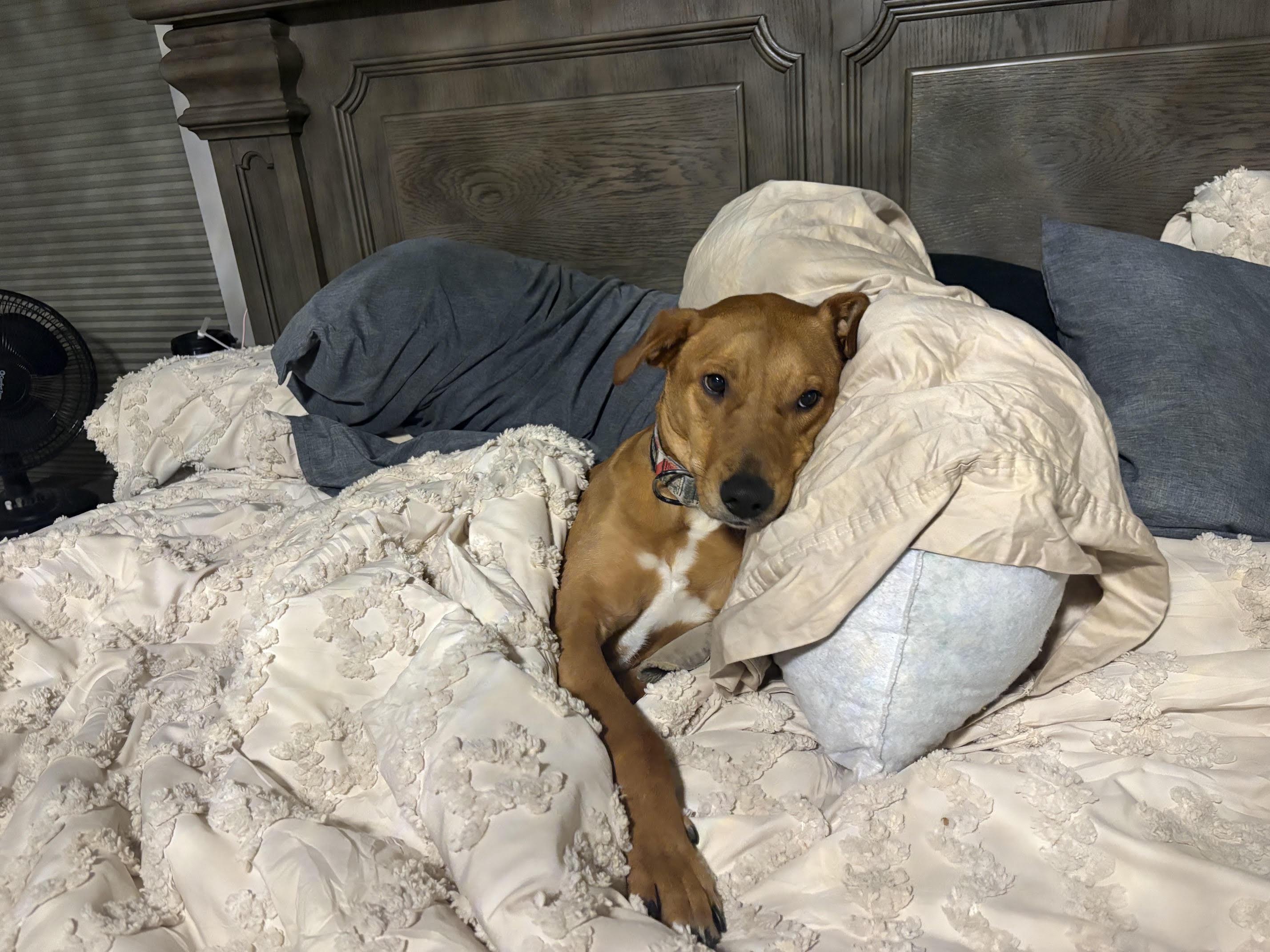 Andrew - Besties with Stella, a ADOPTABLE mixed breed in Northville, MI image 3/5