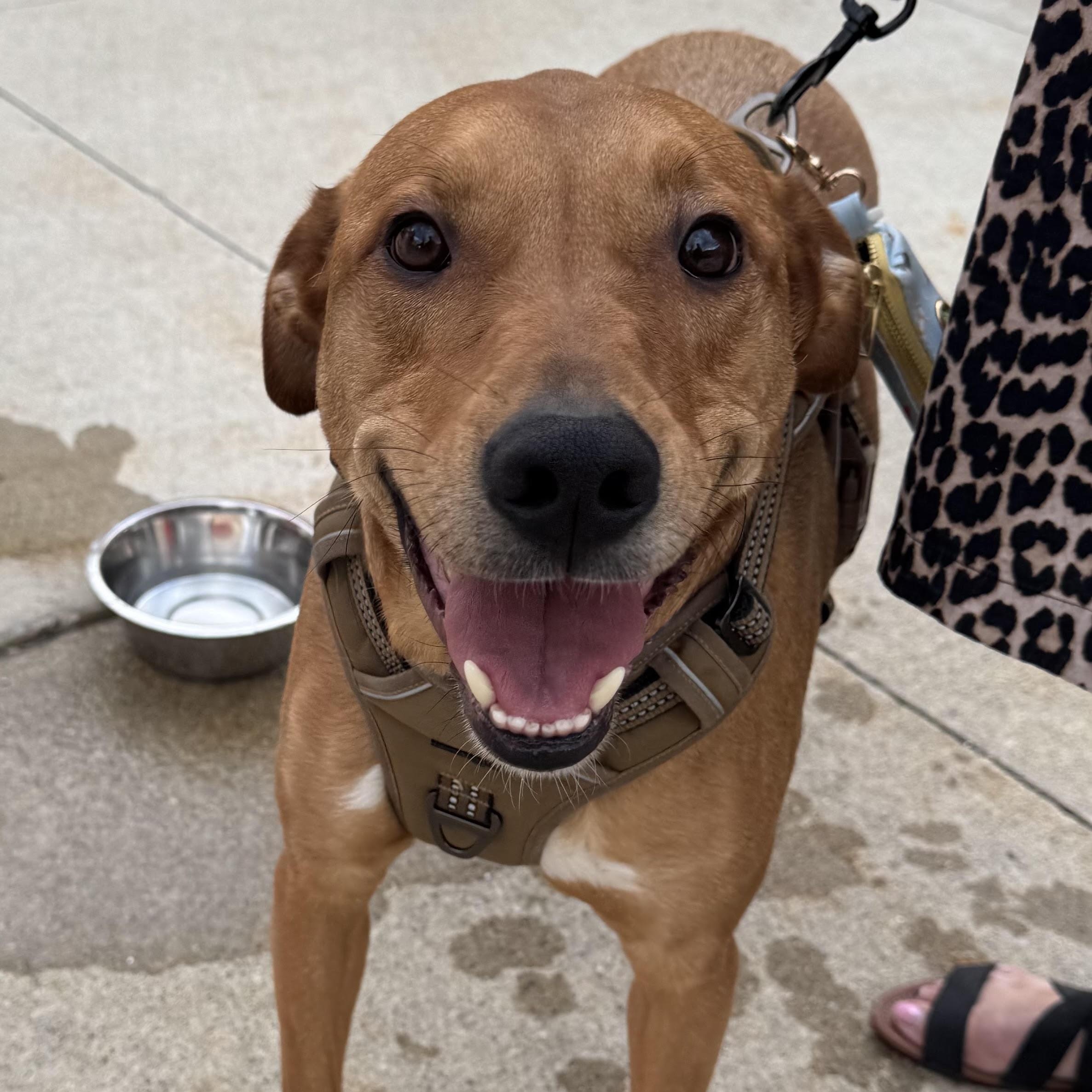 Andrew - Besties with Stella, Adoptable, Adult Male Retriever & Greyhound.