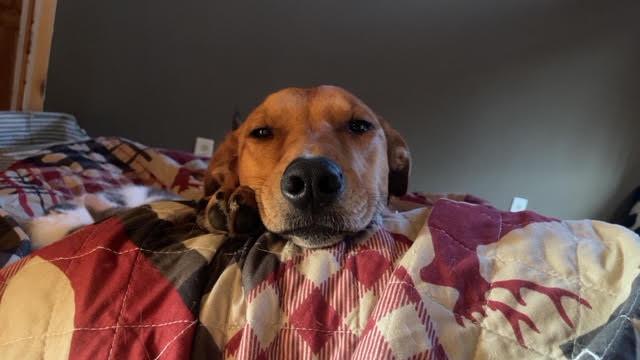 Andrew - Besties with Stella, a ADOPTABLE mixed breed in Northville, MI image 2/5