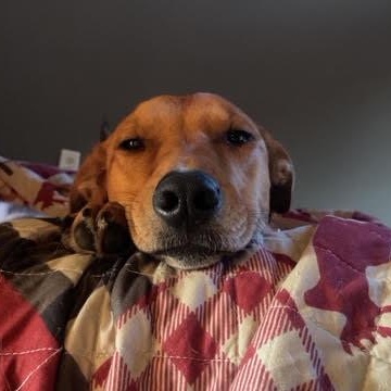 Enlarge Andrew - Besties with Stella, a Adoptable mixed breed in Northville, MI image 4/5