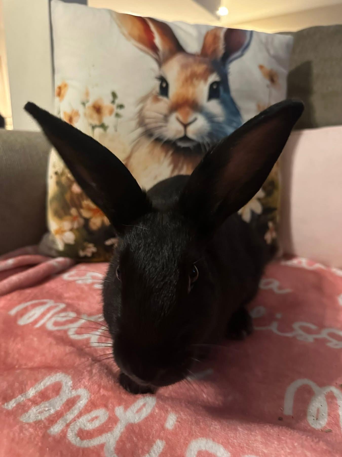 Enlarge Valentine’s Day , a ADOPTABLE New Zealand in St. Charles, MO image 6/6