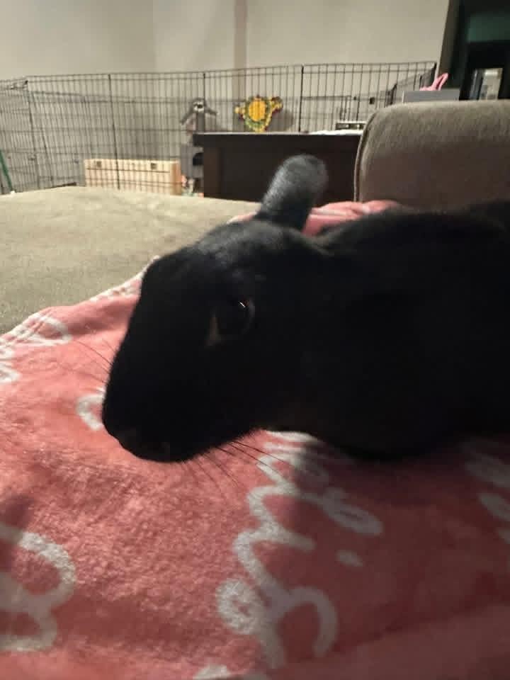 Enlarge Valentine’s Day , a ADOPTABLE New Zealand in St. Charles, MO image 3/6