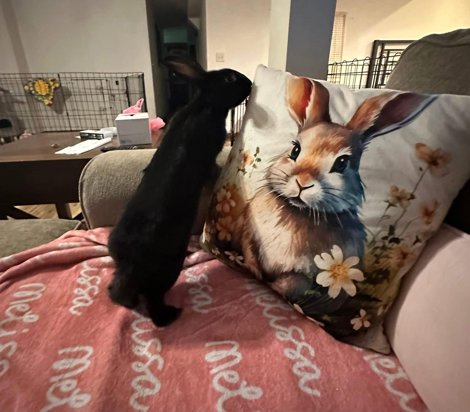 Valentine’s Day , ADOPTABLE, Young Female New Zealand.