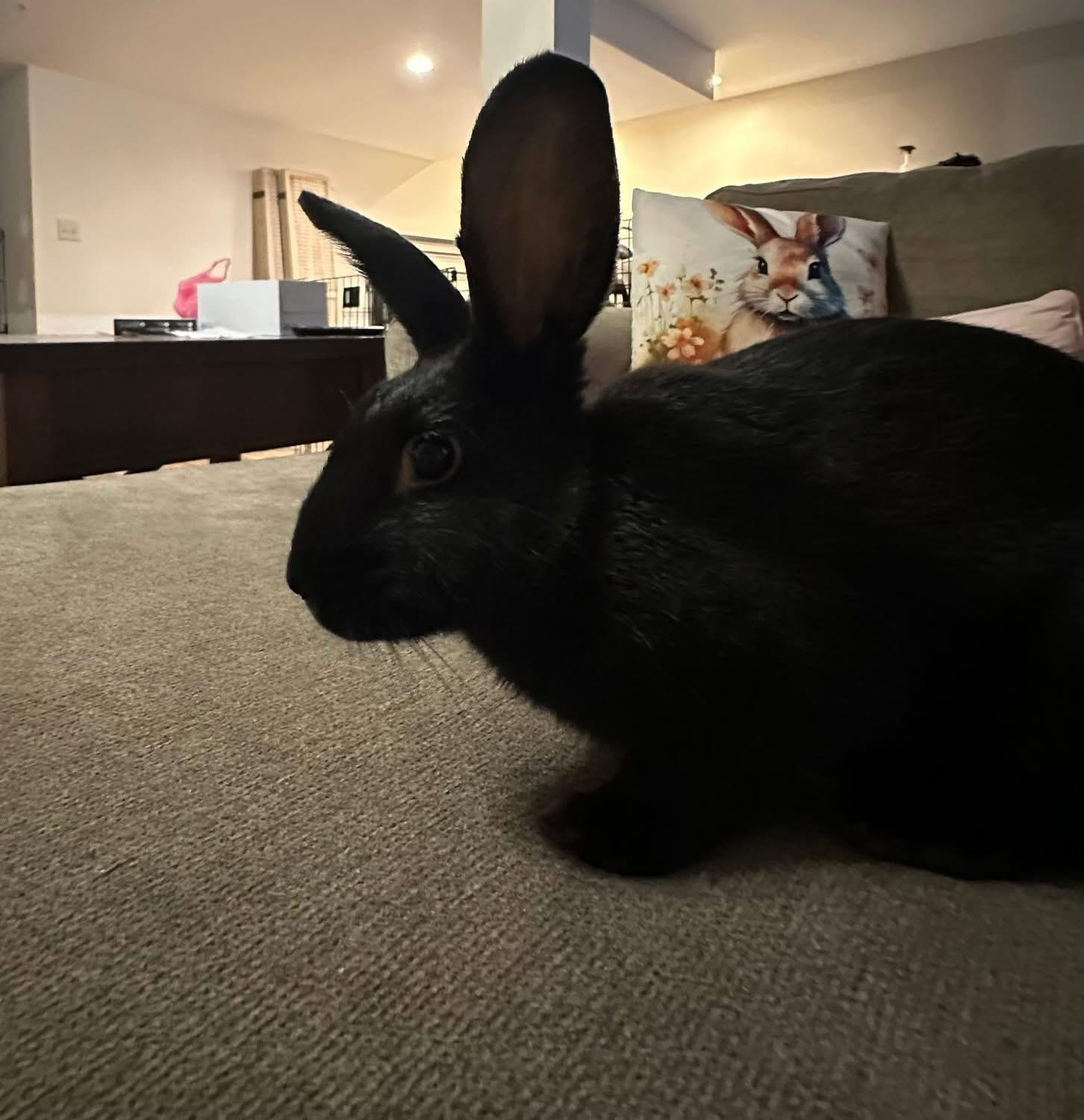 Enlarge Valentine’s Day , a ADOPTABLE New Zealand in St. Charles, MO image 4/6