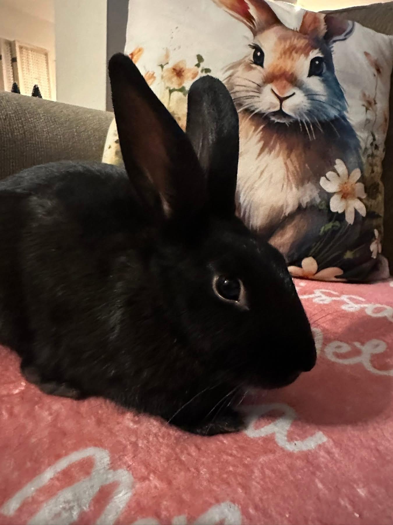 Enlarge Valentine’s Day , a ADOPTABLE New Zealand in St. Charles, MO image 2/6