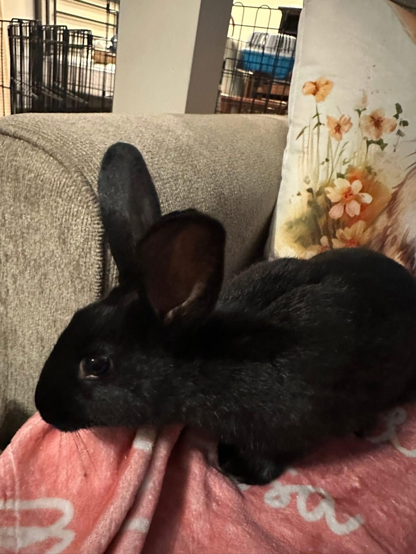 Enlarge Valentine’s Day , a ADOPTABLE New Zealand in St. Charles, MO image 5/6