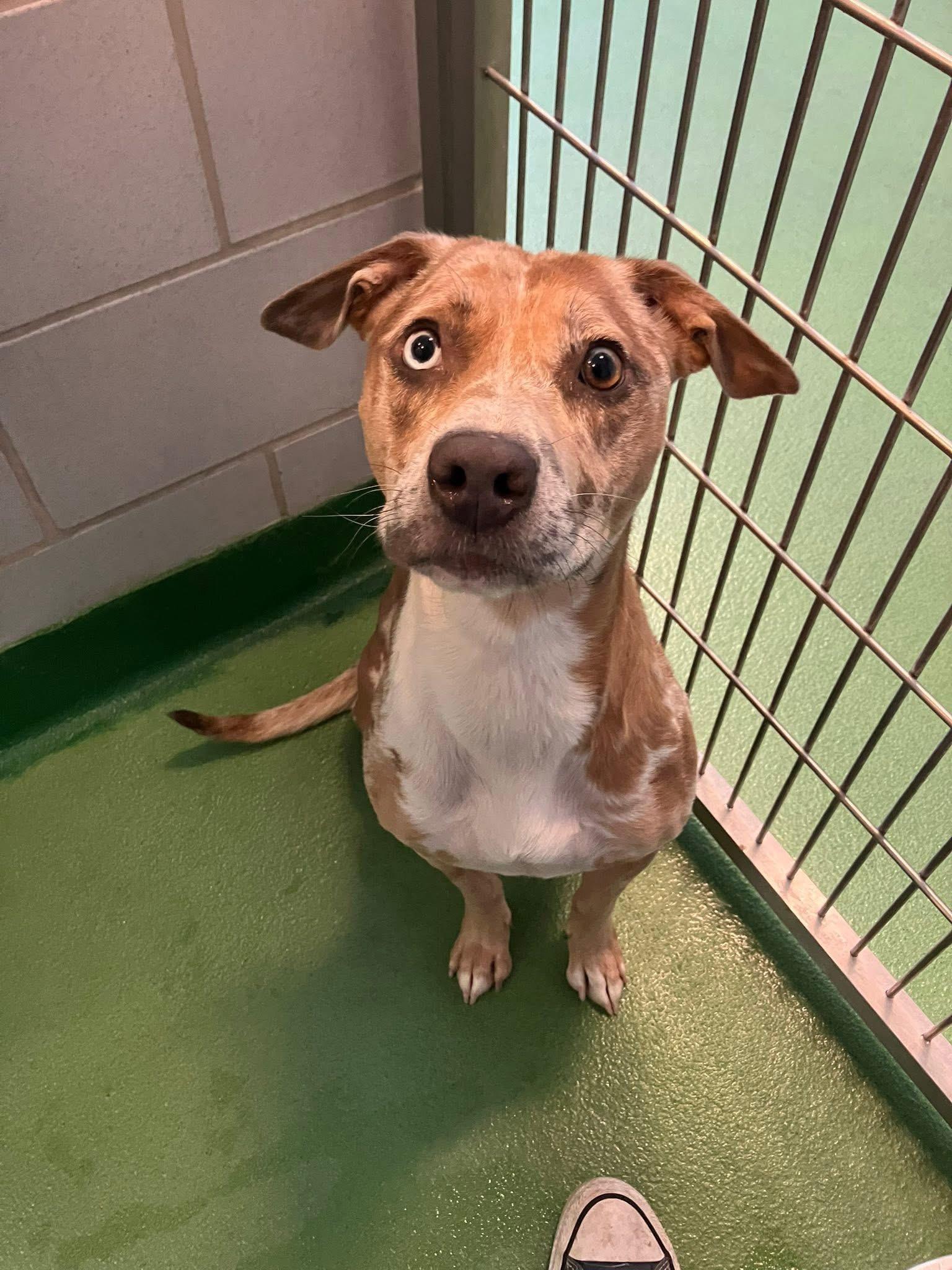 Starry, an adoptable Catahoula Leopard Dog in Vassalboro, ME, 04989 | Photo Image 1