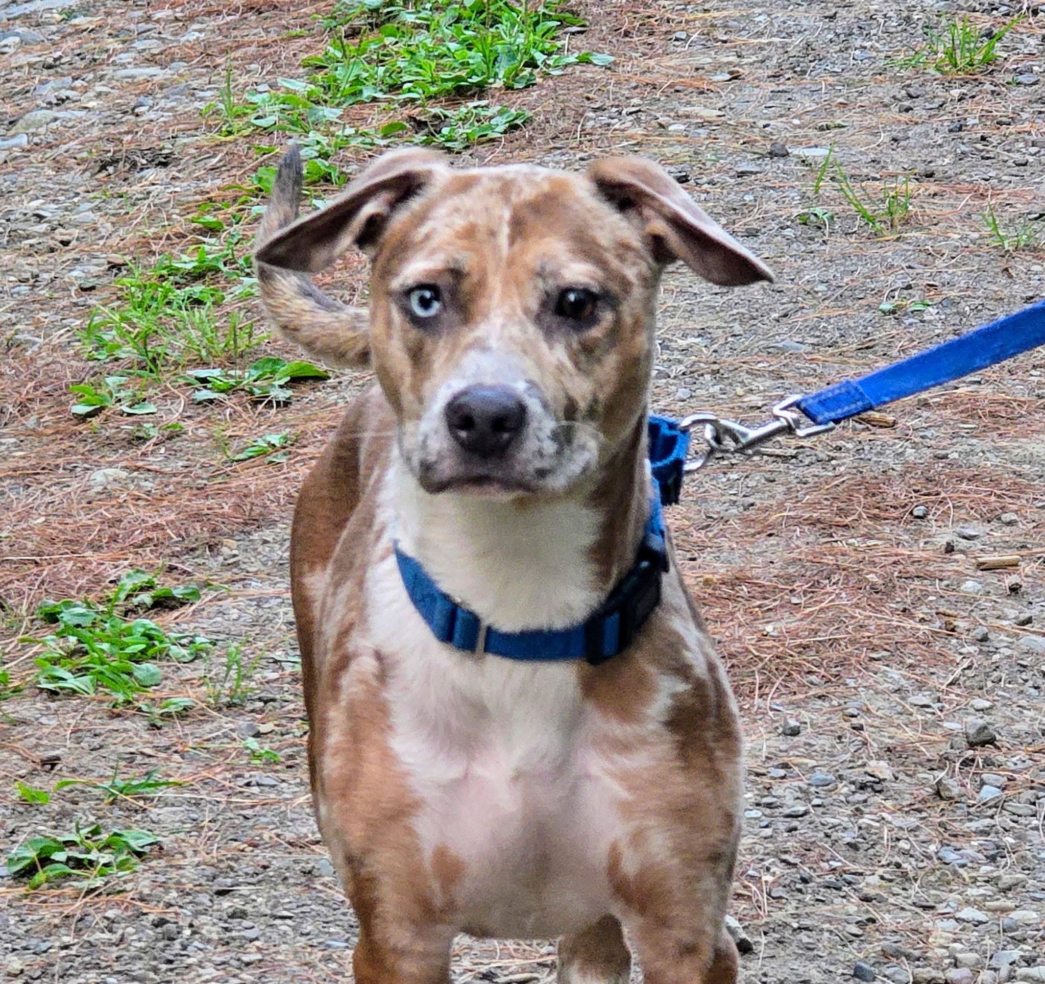 Starry, a Adoptable mixed breed in Vassalboro, ME image 2/2