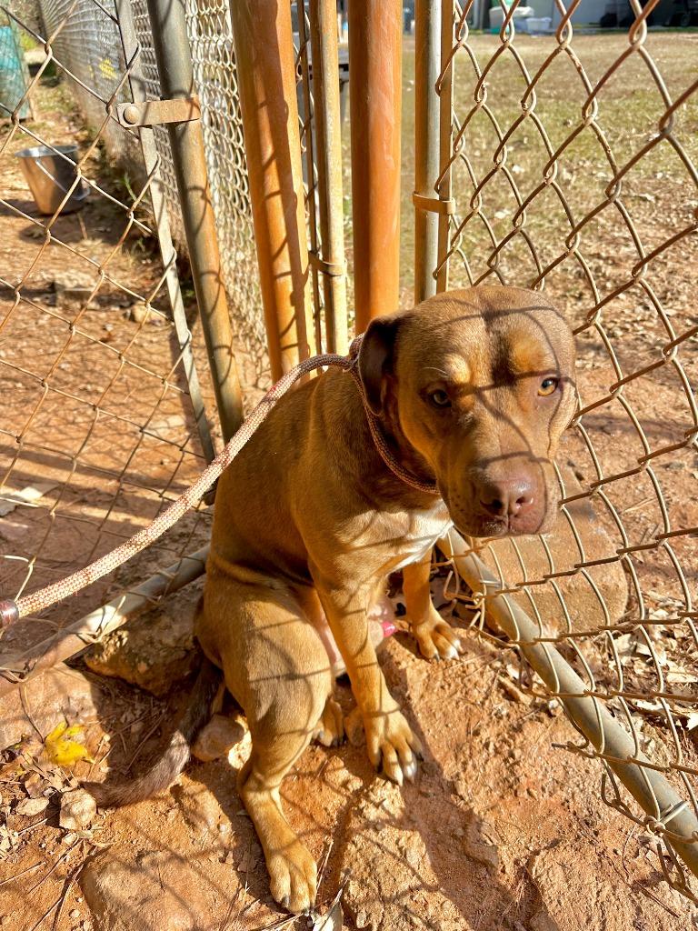 Coyote IN FOSTER, Adoptable, Young Male Mixed Breed.